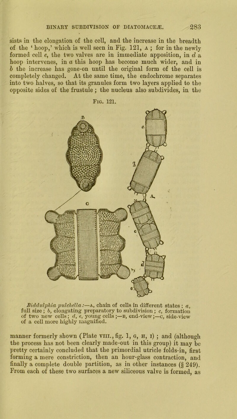 sists in the elongation of the cell, and the increase in the breadth of the ‘ hoop,’ which is well seen in Fig. 121, a ; for in the newly- formed cell e, the two valves are in immediate apposition, in cl a hoop intervenes, in a this hoop has become much wider, and in l the increase has gone-on until the original form of the cell is completely changed. At the same time, the endochrome separates into two halves, so that its granules form two layers applied to the opposite sides of the frustule ; the nucleus also subdivides, in the Fig. 121. Biddulphia pulchella:—a, chain of cells in different states ; a, full size ; b, elongating preparatory to subdivision ; c, formation of two new cells; d, e, young cells ;—b, end-view;—c, side-view of a cell more highly magnified. manner formerly shown (Plate vin.,fig. 1, G, n, i) ; and (although the process has not been clearly made-out in this group) it may be pretty certainly concluded that the primordial utricle folds-in, first forming a mere constriction, then an hour-glass contraction, and finally a complete double partition, as in other instances (§ 249). From each of these two surfaces a new siliceous valve is formed, as