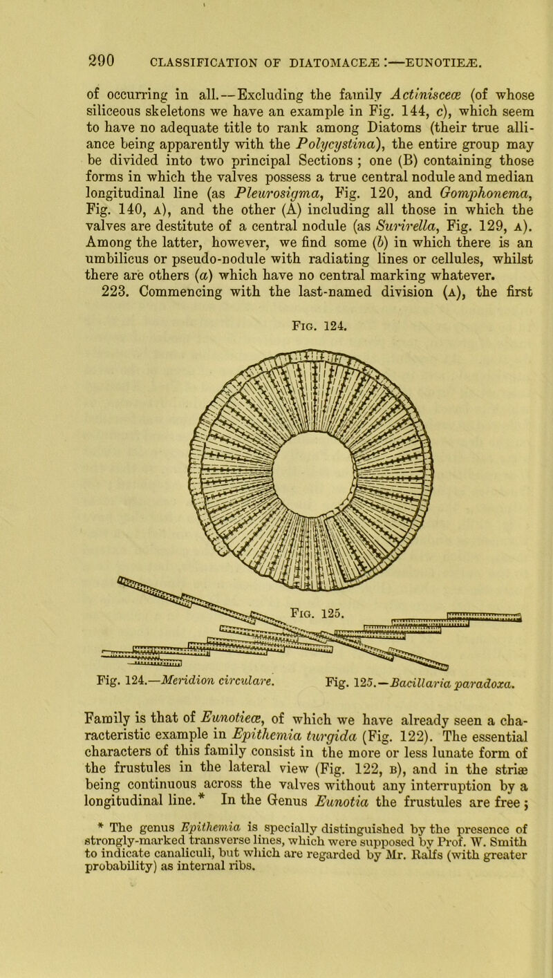 of occurring in all.—Excluding the family Actiniscece (of whose siliceous skeletons we have an example in Fig. 144, c), which seem to have no adequate title to rank among Diatoms (their true alli- ance being apparently with the Polycystina), the entire group may be divided into two principal Sections ; one (B) containing those forms in which the valves possess a true central nodule and median longitudinal line (as Pleurosigma, Fig. 120, and Gomphonema, Fig. 140, a), and the other (A) including all those in which the valves are destitute of a central nodule (as Surirella, Fig. 129, a). Among the latter, however, we find some (b) in which there is an umbilicus or pseudo-nodule with radiating lines or cellules, whilst there are others (a) which have no central marking whatever. 223. Commencing with the last-named division (a), the first Fig. 124. Family is that of Eunotiece, of which we have already seen a cha- racteristic example in Epithemia turgida (Fig. 122). The essential characters of this family consist in the more or less lunate form of the frustules in the lateral view (Fig. 122, b), and in the striae being continuous across the valves without any interruption by a longitudinal line. * In the Genus Eunotia the frustules are free ; * The genus Epithemia is specially distinguished by the presence of strongly-marked transverse lines, which were supposed by Prof. W. Smith to indicate canaliculi, but which are regarded by Mr. Ralfs (with greater probability) as internal libs.