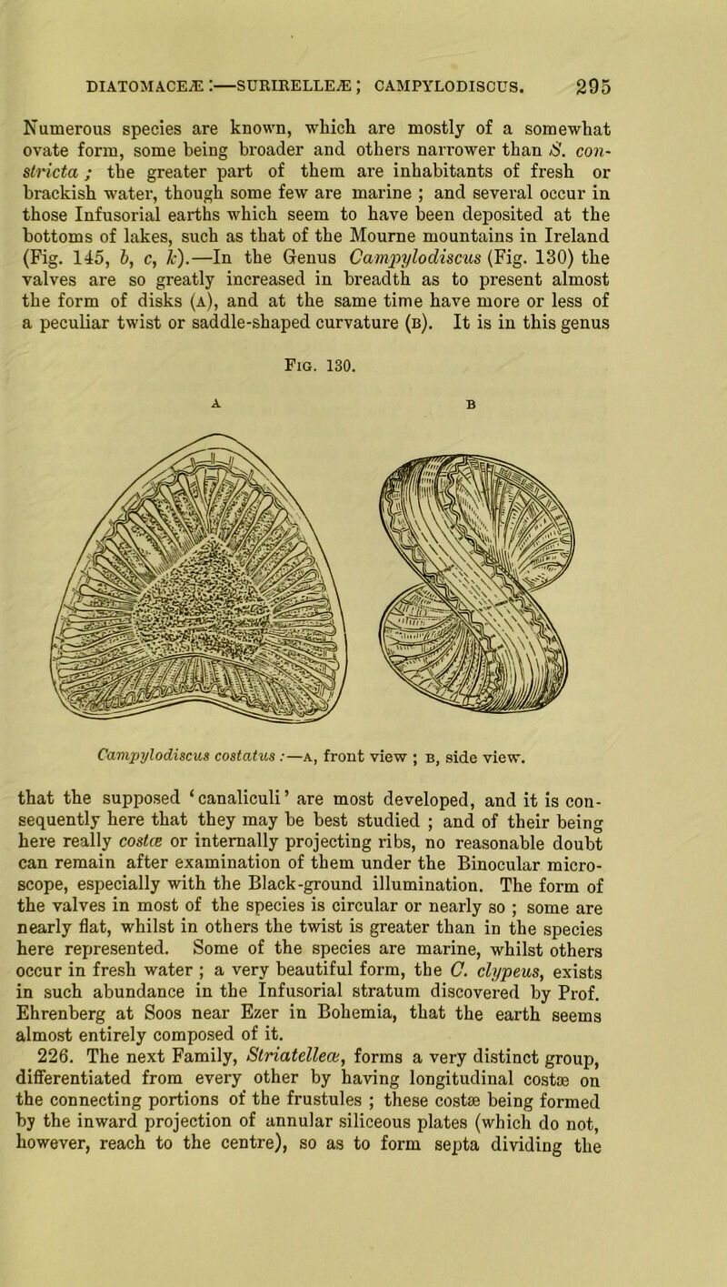 Numerous species are known, which are mostly of a somewhat ovate form, some being broader and others narrower than £. con- stricta ; the greater part of them are inhabitants of fresh or brackish water, though some few are marine ; and several occur in those Infusorial earths which seem to have been deposited at the bottoms of lakes, such as that of the Mourne mountains in Ireland (Fig. 145, b, c, 1c).—In the Grenus Campylodiscus (Fig. 130) the valves are so greatly increased in breadth as to present almost the form of disks (a), and at the same time have more or less of a peculiar twist or saddle-shaped curvature (b). It is in this genus Fig. 130. A B Camjjylodiscus costatus:—a, front view ; b, side view. that the supposed ‘canaliculi’ are most developed, and it is con- sequently here that they may be best studied ; and of their being here really costce or internally projecting ribs, no reasonable doubt can remain after examination of them under the Binocular micro- scope, especially with the Black-ground illumination. The form of the valves in most of the species is circular or nearly so ; some are nearly flat, whilst in others the twist is greater than in the species here represented. Some of the species are marine, whilst others occur in fresh water ; a very beautiful form, the C. clypeus, exists in such abundance in the Infusorial stratum discovered by Prof. Ehrenberg at Soos near Ezer in Bohemia, that the earth seems almost entirely composed of it. 226. The next Family, Striatellea;, forms a very distinct group, differentiated from every other by having longitudinal costae on the connecting portions of the frustules ; these costae being formed by the inward projection of annular siliceous plates (which do not, however, reach to the centre), so as to form septa dividing the