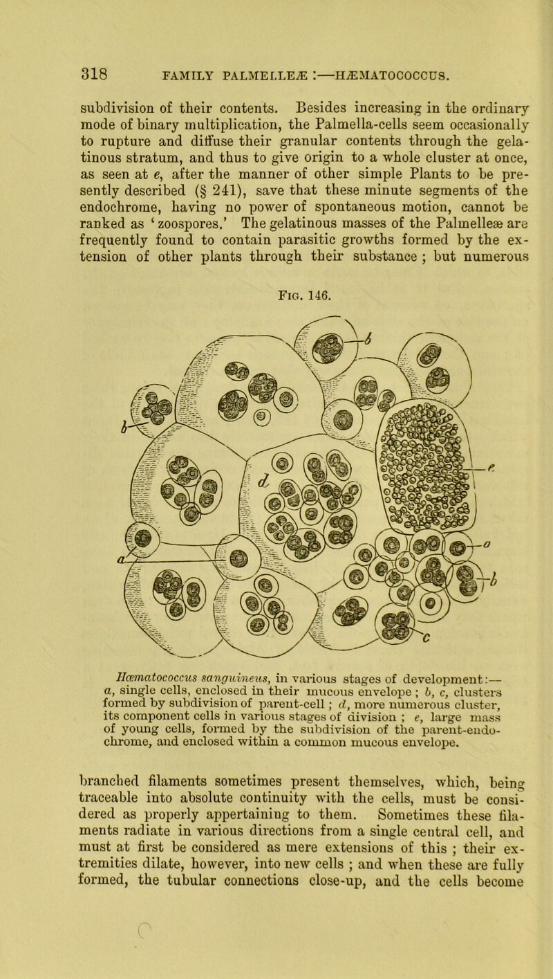 subdivision of their contents. Besides increasing in the ordinary mode of binary multiplication, the Palmella-cells seem occasionally to rupture and diffuse their granular contents through the gela- tinous stratum, and thus to give origin to a whole cluster at once, as seen at e, after the manner of other simple Plants to be pre- sently described (§ 241), save that these minute segments of the endochrome, having no power of spontaneous motion, cannot be ranked as ‘ zoospores.’ The gelatinous masses of the Palmelleae are frequently found to contain parasitic growths formed by the ex- tension of other plants through their substance ; but numerous Fig. 146. Hcematococcus sanguineus, in various stages of development:— a, single cells, enclosed in their mucous envelope ; b, c, clusters formed by subdivision of parent-cell; d, more numerous cluster, its component cells in various stages of division ; e, large mass of young cells, formed by the subdivision of the parent-endo- chrorne, and enclosed within a common mucous envelope. branched filaments sometimes present themselves, which, being traceable into absolute continuity with the cells, must be consi- dered as properly appertaining to them. Sometimes these fila- ments radiate in various directions from a single central cell, and must at first be considered as mere extensions of this ; their ex- tremities dilate, however, into new cells ; and when these are fully formed, the tubular connections close-up, and the cells become