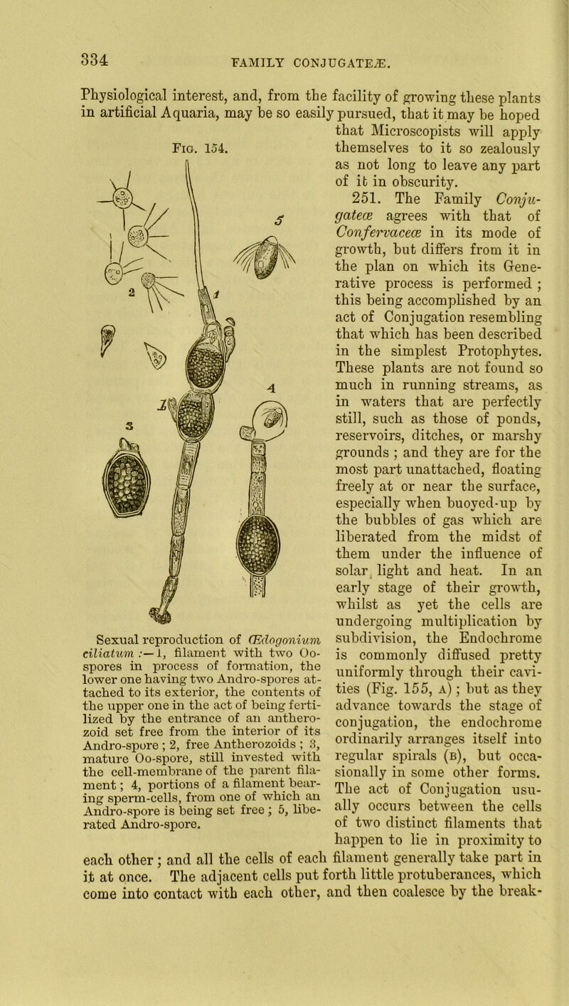 FAMILY CONJUGATED. Physiological interest, and, fror in artificial Aquaria, may he so Fig. 154. Sexual reproduction of (Edogonium ciliatum 1, filament with two Oo- spores in process of formation, the lower one having two Andro-spores at- tached to its exterior, the contents of the upper one in the act of being ferti- lized by the entrance of an anthero- zoid set free from the interior of its Andro-spore ; 2, free Antherozoids ; 3, mature Oo-spore, still invested with the cell-membrane of the parent fila- ment ; 4, portions of a filament bear- ing sperm-cells, from one of which an Andro-spore is being set free ; 5, libe- rated Andro-spore. i the facility of growing these plants easily pursued, that it may he hoped that Microscopists will apply themselves to it so zealously as not long to leave any part of it in obscurity. 251. The Family Conju- gates agrees with that of Confervacece in its mode of growth, hut differs from it in the plan on which its Gene- rative process is performed ; this being accomplished by an act of Conjugation resembling that which has been described in the simplest Protophytes. These plants are not found so much in running streams, as in waters that are perfectly still, such as those of ponds, reservoirs, ditches, or marshy grounds ; and they are for the most part unattached, floating freely at or near the surface, especially when buoved-up by the hubbies of gas which are liberated from the midst of them under the influence of solar light and heat. In an early stage of their growth, whilst as yet the cells are undergoing multiplication by subdivision, the Endochrome is commonly diffused pretty uniformly through their cavi- ties (Fig. 155, a) ; hut as they advance towards the stage of conjugation, the endochrome ordinarily arranges itself into regular spirals (b), but occa- sionally in some other forms. The act of Conjugation usu- ally occurs between the cells of two distinct filaments that happen to lie in proximity to each other; and all the cells of each filament generally take part in it at once. The adjacent cells put forth little protuberances, which come into contact with each other, and then coalesce by the break-