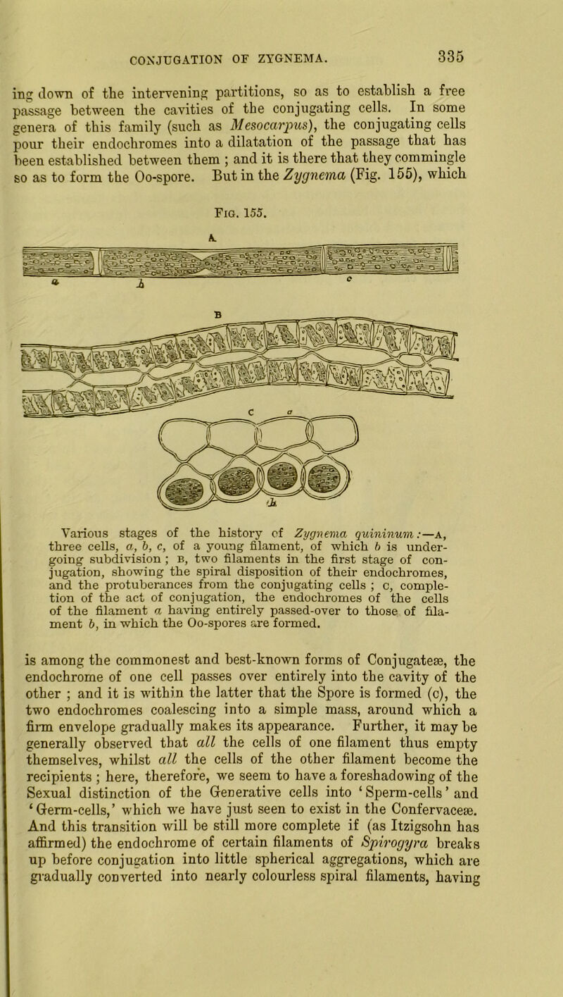 CONJUGATION OF ZYGNEMA. ing down of the intervening partitions, so as to establish a free passage between the cavities of the conjugating cells. In some genera of this family (such as Mesocarpus), the conjugating cells pour their endochromes into a dilatation of the passage that has been established between them ; and it is there that they commingle so as to form the Oo-spore. But in the Zygnema (Fig. 155), which Fig. 155. A Various stages of the history of Zygnema quininum:—a, three cells, a, b, c, of a young filament, of which b is under- going subdivision ; b, two filaments in the first stage of con- jugation, showing the spiral disposition of their endochromes, and the protuberances from the conjugating cells ; c, comple- tion of the act of conjugation, the endochromes of the cells of the filament a having entirely passed-over to those of fila- ment b, in which the Oo-spores are formed. is among the commonest and best-known forms of Conjugates, the endochrome of one cell passes over entirely into the cavity of the other ; and it is within the latter that the Spore is formed (c), the two endochromes coalescing into a simple mass, around which a finn envelops gradually makes its appearance. Further, it may be generally observed that all the cells of one filament thus empty themselves, whilst all the cells of the other filament become the recipients ; here, therefore, we seem to have a foreshadowing of the Sexual distinction of the Generative cells into ‘ Sperm-cells ’ and ‘Germ-cells,’ which we have just seen to exist in the Confervacese. And this transition will be still more complete if (as Itzigsohn has affirmed) the endochrome of certain filaments of Spirogyra breaks up before conjugation into little spherical aggregations, which are gradually converted into nearly colourless spiral filaments, having