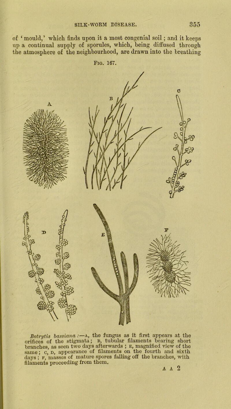 of ‘ mould,’ which finds upon it a most congenial soil; and it keeps up a continual supply of sporules, which, being diffused through the atmosphere of the neighbourhood, are drawn into the breathing Fig. 167. Botrytis bassiana .-—a, the fungus as it first appears at the orifices of the stigmata; b, tubular filaments bearing short branches, as seen two days afterwards ; e, magnified view of the same; c, d, appearance of filaments on the fourth and sixth days; f, masses of mature spores falling off the branches, with filaments proceeding from them. A A 2