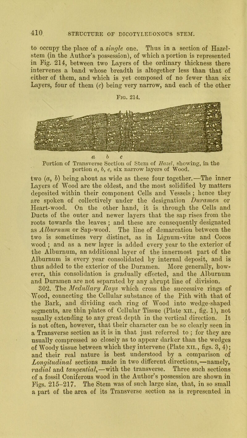 to occupy the place of a single one. Thus in a section of Hazel- stem (in the Author’s possession), of which a portion is represented in Fig. 214, between two Layers of the ordinary thickness there intervenes a band whose breadth is altogether less than that of either of them, and which is yet composed of no fewer than six Layers, four of them (c) being very narrow, and each of the other Fig. 214. a b c Portion of Transverse Section of Stem of Hazel, showing, in the portion a, b, c, six narrow layers of Wood. two (a, b) being about as wide as these four together.—The inner Layers of Wood are the oldest, and the most solidified by matters deposited within their component Cells and Vessels ; hence they are spoken of collectively under the designation Duramen or Heart-wood. On the other hand, it is through the Cells and Ducts of the outer and newer layers that the sap rises from the roots towards the leaves ; and these are consequently designated as Alburnum or Sap-wood. The line of demarcation between the two is sometimes very distinct, as in Lignum-vitie and Cocos wood ; and as a new layer is added every year to the exterior of the Alburnum, an additional layer of the innermost part of the Alburnum is every year consolidated by internal deposit, and is thus added to the exterior of the Duramen. More generally, how- ever, this consolidation is gradually effected, and the Alburnum and Duramen are not separated by any abrupt line of division. 302. The Medullary Rays which cross the successive rings of Wood, connecting the Cellular substance of the Pith with that of the Bark, and dividing each ring of Wood into wedge-shaped segments, are thin plates of Cellular Tissue (Plate xn., fig. 1), not usually extending to any great depth in the vertical direction. It is not often, however, that their character can be so clearly seen in a Transverse section as it is in that just referred to ; for they are usually compressed so closely as to appear darker than the wedges of Woody tissue between which they intervene (Plate xii. , figs. 3, 4); and their real nature is best understood by a comparison of Longitudinal sections made in two different directions,—namely, radial and tangential,—with the transverse. Three such sections of a fossil Coniferous wood in the Author’s possession are shown in Figs. 215-217. The Stem was of such large size, that, in so small a part of the area of its Transverse section as is represented in