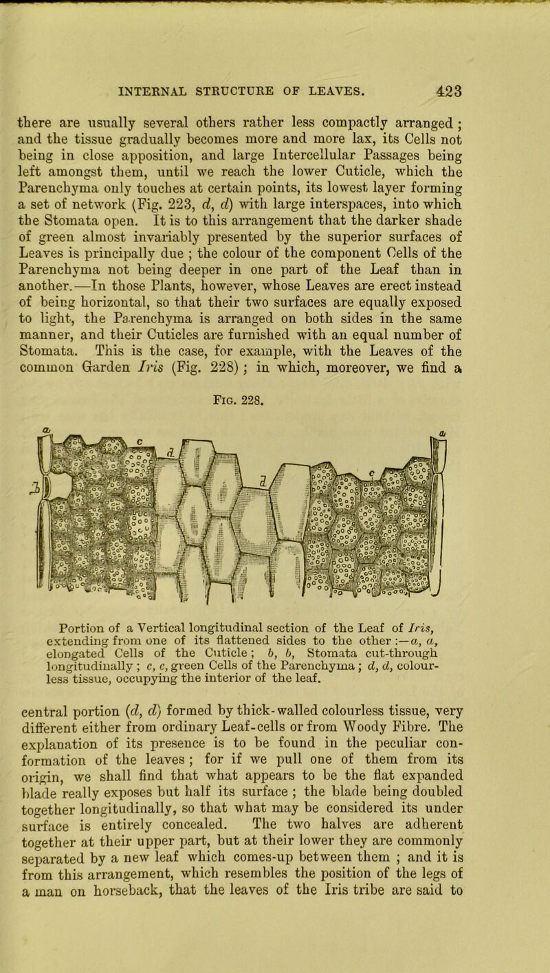 there are usually several others rather less compactly arranged ; and the tissue gradually becomes more and more lax, its Cells not being in close apposition, and large Intercellular Passages being left amongst them, until we reach the lower Cuticle, which the Parenchyma only touches at certain points, its lowest layer forming a set of network (Fig. 223, d, d) with large interspaces, into which the Stomata open. It is to this arrangement that the darker shade of green almost invariably presented by the superior surfaces of Leaves is principally due ; the colour of the component Cells of the Parenchyma not being deeper in one part of the Leaf than in another.—In those Plants, however, whose Leaves are erect instead of being horizontal, so that their two surfaces are equally exposed to light, the Parenchyma is arranged on both sides in the same manner, and their Cuticles are furnished with an equal number of Stomata. This is the case, for example, with the Leaves of the common Garden Iris (Fig. 228) ; in which, moreover, we find a Fig. 228. Portion of a Vertical longitudinal section of the Leaf of Iris, extending from one of its flattened sides to the other a, a, elongated Cells of the Cuticle; 6, b, Stomata cut-through longitudinally ; c, c, green Cells of the Parenchyma; d, d, colour- less tissue, occupying the interior of the leaf. central portion (d, d) formed by thick-walled colourless tissue, very different either from ordinary Leaf-cells or from Woody Fibre. The explanation of its presence is to be found in the peculiar con- formation of the leaves ; for if we pull one of them from its origin, we shall find that what appears to be the flat expanded blade really exposes but half its surface ; the blade being doubled together longitudinally, so that what may be considered its under surface is entirely concealed. The two halves are adherent together at their upper part, but at their lower they are commonly separated by a new leaf which comes-up between them ; and it is from this arrangement, which resembles the position of the legs of a man on horseback, that the leaves of the Iris tribe are said to