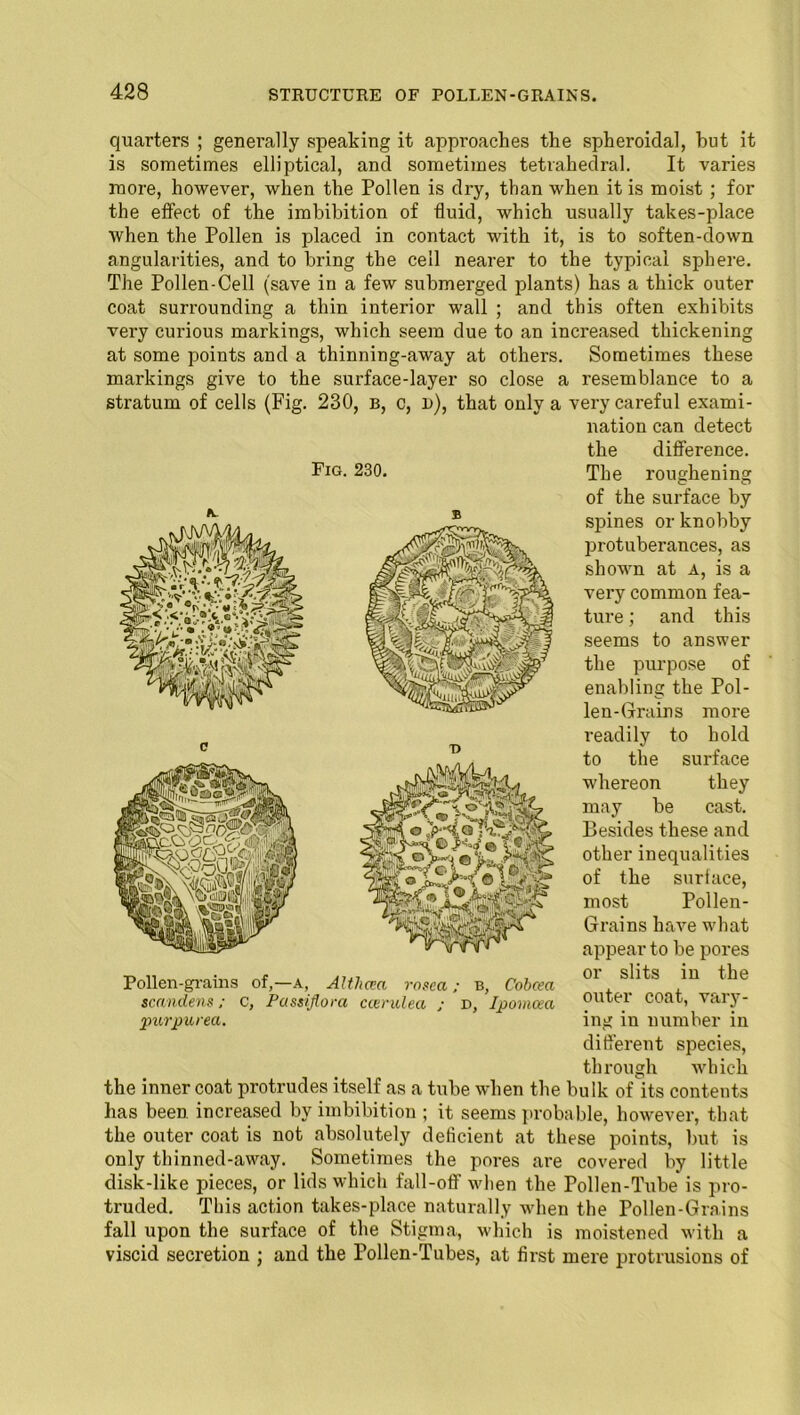 quarters ; genei’ally speaking it approaches the spheroidal, hut it is sometimes elliptical, and sometimes tetrahedral. It varies more, however, when the Pollen is dry, than when it is moist ; for the effect of the imbibition of fluid, which usually takes-place when the Pollen is placed in contact with it, is to soften-down angularities, and to bring the cell nearer to the typical sphere. The Pollen-Cell (save in a few submerged plants) has a thick outer coat surrounding a thin interior wall ; and this often exhibits very curious markings, which seem due to an increased thickening at some points and a thinning-away at others. Sometimes these markings give to the surface-layer so close a resemblance to a stratum of cells (Fig. 230, b, c, d), that only a very careful exami- nation can detect the difference. The roughening of the surface by spines or knobby IDrotuberances, as shown at A, is a very common fea- ture ; and this seems to answer the purpose of enabling the Pol- len-Grains more readily to hold to the surface whereon they may be cast. Besides these and other inequalities of the surface, most Pollen- Grains have what appear to be pores or slits in the outer coat, vary- ing in number in different species, through which the inner coat protrudes itself as a tube when the bulk of its contents has been, increased by imbibition ; it seems probable, however, that the outer coat is not absolutely deficient at these points, but is only thinned-away. Sometimes the pores are covered by little disk-like pieces, or lids which fall-off when the Pollen-Tube is pro- truded. This action takes-place naturally when the Pollen-Grains fall upon the surface of the Stigma, which is moistened with a viscid secretion j and the Pollen-Tubes, at first mere protrusions of Fig. 230. swKSiSf Pollen-grains of,—a, Althaea rosea; b, Cohcea scandens; c, Passiflora ccerulea ; d, Ipomoea purpurea.