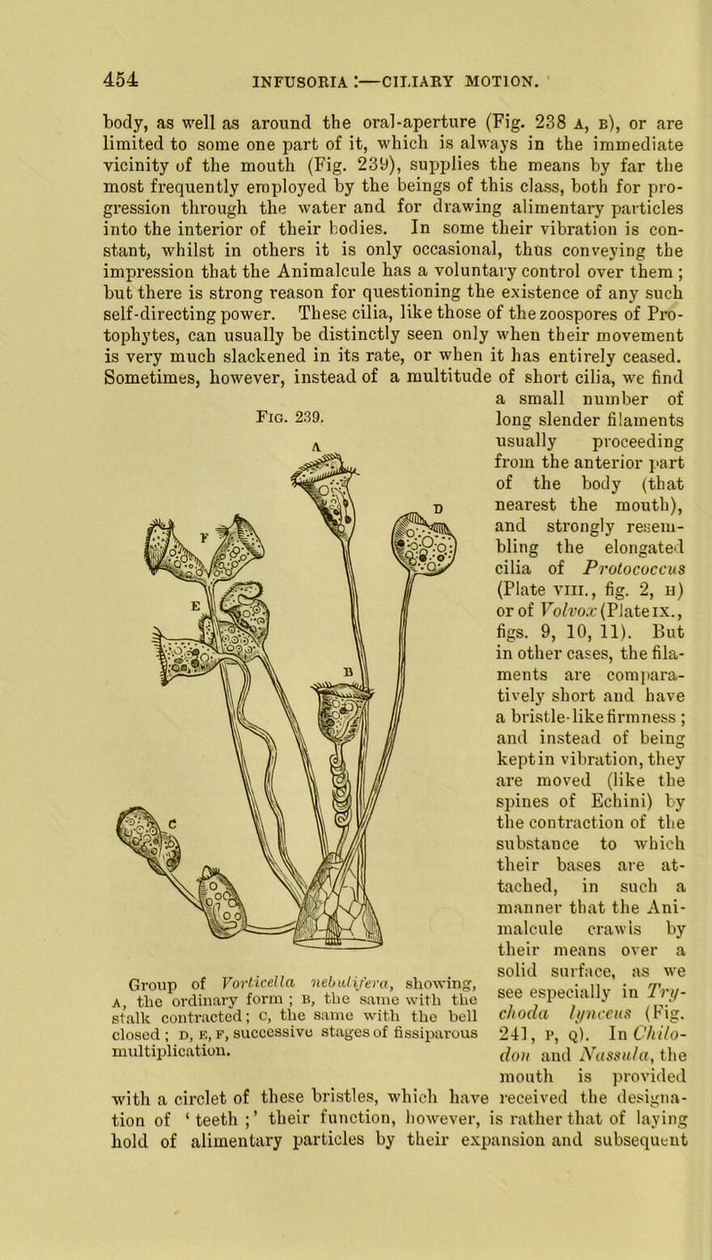 Fig. 239. body, as well as around the oral-aperture (Fig. 238 A, b), or are limited to some one part of it, which is always in the immediate vicinity of the mouth (Fig. 239), supplies the means by far the most frequently employed by the beings of this class, both for pro- gression through the water and for drawing alimentary particles into the interior of their bodies. In some their vibration is con- stant, whilst in others it is only occasional, thus conveying the impression that the Animalcule has a voluntary control over them ; but there is strong reason for questioning the existence of any such self-directing power. These cilia, like those of the zoospores of Pro- to pliytes, can usually be distinctly seen only when their movement is very much slackened in its rate, or when it has entirely ceased. Sometimes, however, instead of a multitude of short cilia, we find a small number of long slender filaments usually proceeding from the anterior part of the body (that nearest the mouth), and strongly resem- bling the elongate'! cilia of Protococcus (Plate viii., fig. 2, h) or of Volvox (Plate ix., figs. 9, 10, 11). But in other cases, the fila- ments are compara- tively short and have a bristle-like firmness ; and instead of being keptin vibration, they are moved (like the spines of Echini) by the contraction of the substance to which their bases are at- tached, in such a manner that the Ani- malcule crawls by their means over a solid surface, as we see especially in Try- choda lynceus (Fig. 241, p, q). In Chilo- clon and Nussula, the mouth is provided with a circlet of these bristles, which have received the designa- tion of ‘teeth;’ their function, however, is rather that of laying hold of alimentary particles by their expansion and subsequent Group of Vorticella nebuli/era, showing, a, the ordinary form ; b, the same with the stalk contracted; c, the same with the bell closed ; d, e, f, successive stages of fissiparous multiplication.