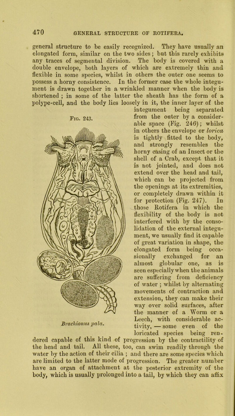 general structure to be easily recognized. They have usually an elongated form, similar on the two sides; but this rarely exhibits any traces of segmental division. The body is covered with a double envelope, both layers of which are extremely thin and flexible in some species, whilst in others the outer one seems to possess a horny consistence. In the former case the whole integu- ment is drawn together in a wrinkled manner when the body is shortened ; in some of the latter the sheath has the form of a polype-cell, and the body lies loosely in it, the inner layer of the integument being separated from the outer by a consider- able space (Fig. 246); whilst in others the envelope or lorica is tightly fitted to the body, and strongly resembles the horny casing of an Insect or the shell of a Crab, except that it is not jointed, and does not extend over the head and tail, which can be projected from the openings at its extremities, or completely drawn within it for protection (Fig. 247). In those Rotifera in which the flexibility of the body is not interfered with by the conso- lidation of the external integu- ment, we usually find it capable of great variation in shape, the elongated form being occa- sionally exchanged for an almost globular one, as is seen especially when the animals are suffering from deficiency of water ; whilst by alternating movements of contraction and extension, they can make their way over solid surfaces, after the manner of a Worm or a Leech, with considerable ac- tivity, — some even of the loricated species being ren- dered capable of this kind of progression by the contractility of the head and tail. All these, too, can swim readily through the water by the action of their cilia ; and there are some species which are limited to the latter mode of progression. The greater number have an organ of attachment at the posterior extremity of the body, which is usually prolonged into a tail, by -which they can affix Fig. 243. Brachionus pala.