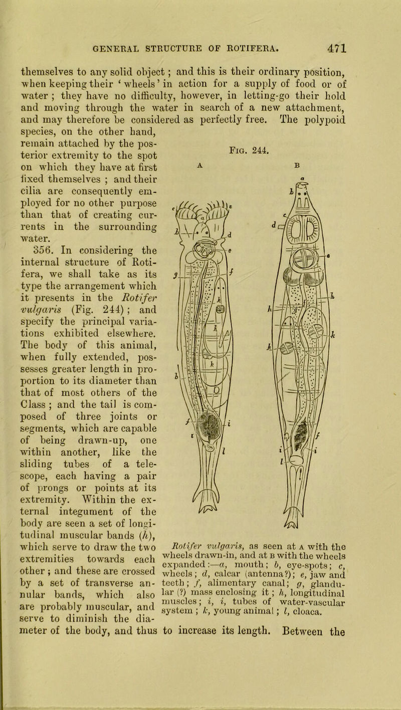 themselves to any solid object; and this is their ordinary position, ■when keeping their ‘wheels’in action for a supply of food or of water ; they have no difficulty, however, in letting-go their hold and moving through the water in search of a new attachment, and may therefore be considered as perfectly free. The polypoid species, on the other hand, remain attached by the pos- terior extremity to the spot on which they have at first fixed themselves ; and their cilia are consequently em- ployed for no other purpose than that of creating cur- rents in the surrounding water. 356. In considering the internal structure of Roti- fera, we shall take as its type the arrangement which it presents in the Rotifer vulgaris (Fig. 244) ; and specify the principal varia- tions exhibited elsewhere. The body of this animal, when fully extended, pos- sesses greater length in pro- portion to its diameter than that of most others of the Class ; and the tail is com- posed of three joints or segments, which are capable of being drawn-up, one within another, like the sliding tubes of a tele- scope, each having a pair of prongs or points at its extremity. Within the ex- ternal integument of the body are seen a set of longi- tudinal muscular bands (h), which serve to draw the two extremities towards each other ; and these are crossed by a set of transverse an- nular bands, which also are probably muscular, and serve to diminish the dia- meter of the body, and thus Fig. 244. Rotifer vulgaris, as seen at a with the wheels drawn-in, and at b with the wheels expanded a, mouth; b, eye-spots; c, wheels; d, calcar (antenna?); e, jaw and teeth; /, alimentary canal; g, glandu- lar (?) mass enclosing it; h, longitudinal muscles; i, i, tubes of water-vascular system ; k, young animal ; l, cloaca. to increase its length. Between the