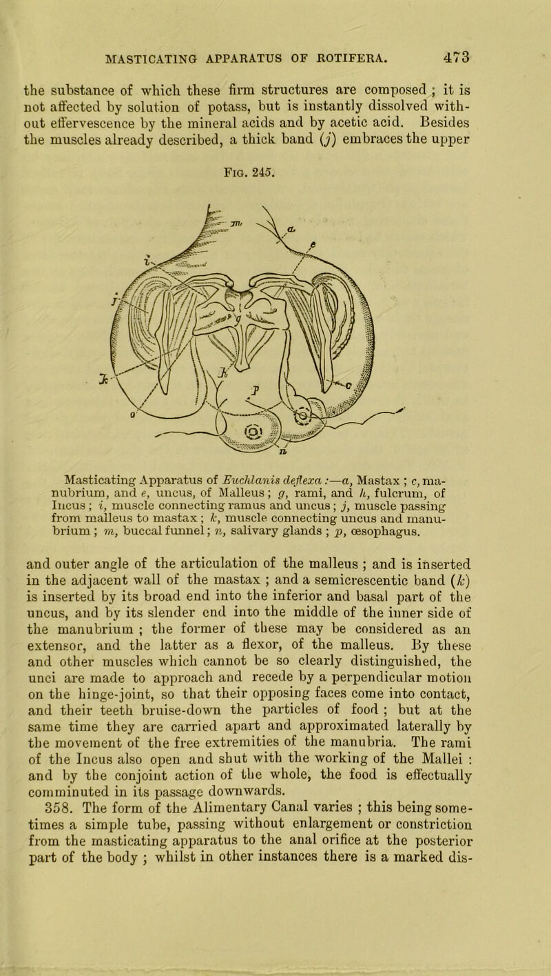 the substance of which these firm structures are composed ; it is not affected by solution of potass, but is instantly dissolved with- out effervescence by the mineral acids and by acetic acid. Besides the muscles already described, a thick band (j) embraces the upper Fig. 245. Masticating Apparatus of Euclilanis deflexa:—a, Mastax ; c, ma- nubrium, and e, uncus, of Malleus; g, rami, and h, fulcrum, of Incus ; i, muscle connecting ramus and uncus; j, muscle passing from malleus to mastax; k, muscle connecting uncus and manu- brium ; to, buccal funnel; n, salivary glands ; p, oesophagus. and outer angle of the articulation of the malleus ; and is inserted in the adjacent wall of the mastax ; and a semicrescentic band (k) is inserted by its broad end into the inferior and basal part of the uncus, and by its slender end into the middle of the inner side of the manubrium ; the former of these may be considered as an extensor, and the latter as a flexor, of the malleus. By these and other muscles which cannot be so clearly distinguished, the unci are made to approach and recede by a perpendicular motion on the hinge-joint, so that their opposing faces come into contact, and their teeth bruise-down the particles of food ; but at the same time they are carried apart and approximated laterally by the movement of the free extremities of the manubria. The rami of the Incus also open and shut with the working of the Mallei : and by the conjoint action of the whole, the food is effectually comminuted in its passage downwards. 358. The form of the Alimentary Canal varies ; this being some- times a simple tube, passing without enlargement or constriction from the masticating apparatus to the anal orifice at the posterior part of the body ; whilst in other instances there is a marked dis-