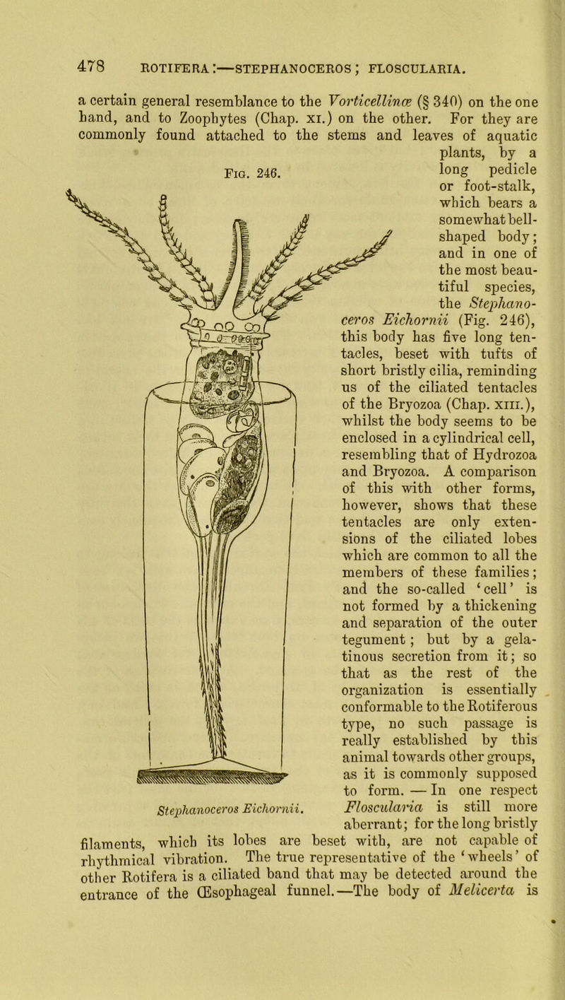 Fig. 246. a certain general resemblance to the Vorticellince (§ 340) on the one hand, and to Zoophytes (Chap, xi.) on the other. For they are commonly found attached to the stems and leaves of aquatic plants, by a long pedicle or foot-stalk, which bears a somewhat bell- shaped body; and in one of the most beau- tiful species, the Stephano- ceros Eichornii (Fig. 246), this body has five long ten- tacles, beset with tufts of short bristly cilia, reminding us of the ciliated tentacles of the Bryozoa (Chap, xiil), whilst the body seems to be enclosed in a cylindrical cell, resembling that of Hydrozoa and Bryozoa. A comparison of this with other forms, however, shows that these tentacles are only exten- sions of the ciliated lobes which are common to all the members of these families; and the so-called ‘cell’ is not formed by a thickening and separation of the outer tegument; but by a gela- tinous secretion from it; so that as the rest of the organization is essentially conformable to theRotiferous type, no such passage is really established by this animal towards other groups, as it is commonly supposed to form. — In one respect Floscularia is still more aberrant; for the long bristly Stephanoceros Eichornii. filaments, which its lobes are beset with, are not capable of rhythmical vibration. The true representative of the ‘wheels’ of other Rotifera is a ciliated band that may be detected around the entrance of the (Esophageal funnel.—The body of Melicerta is