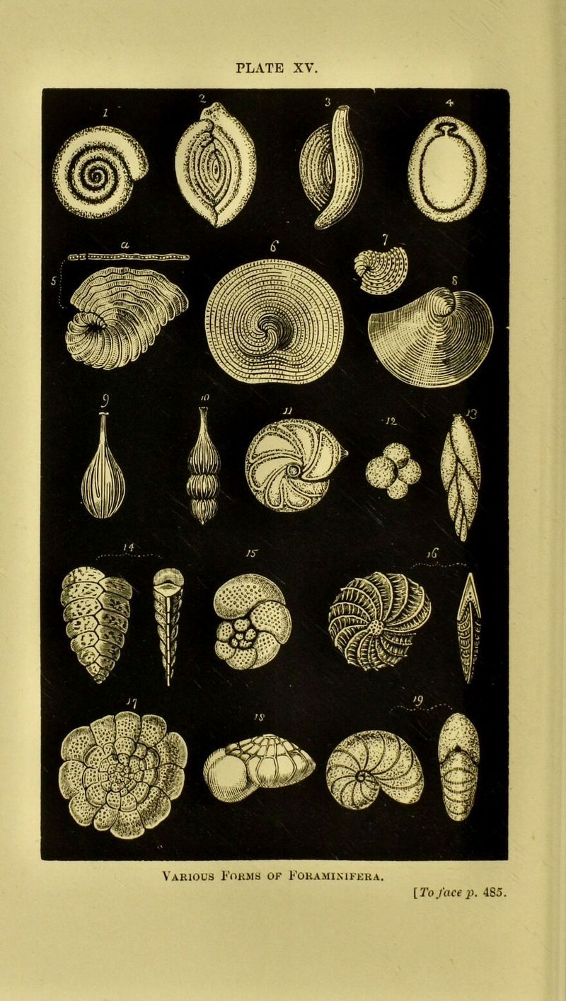 PLATE XV Various Forms of Foraminifkra. 485