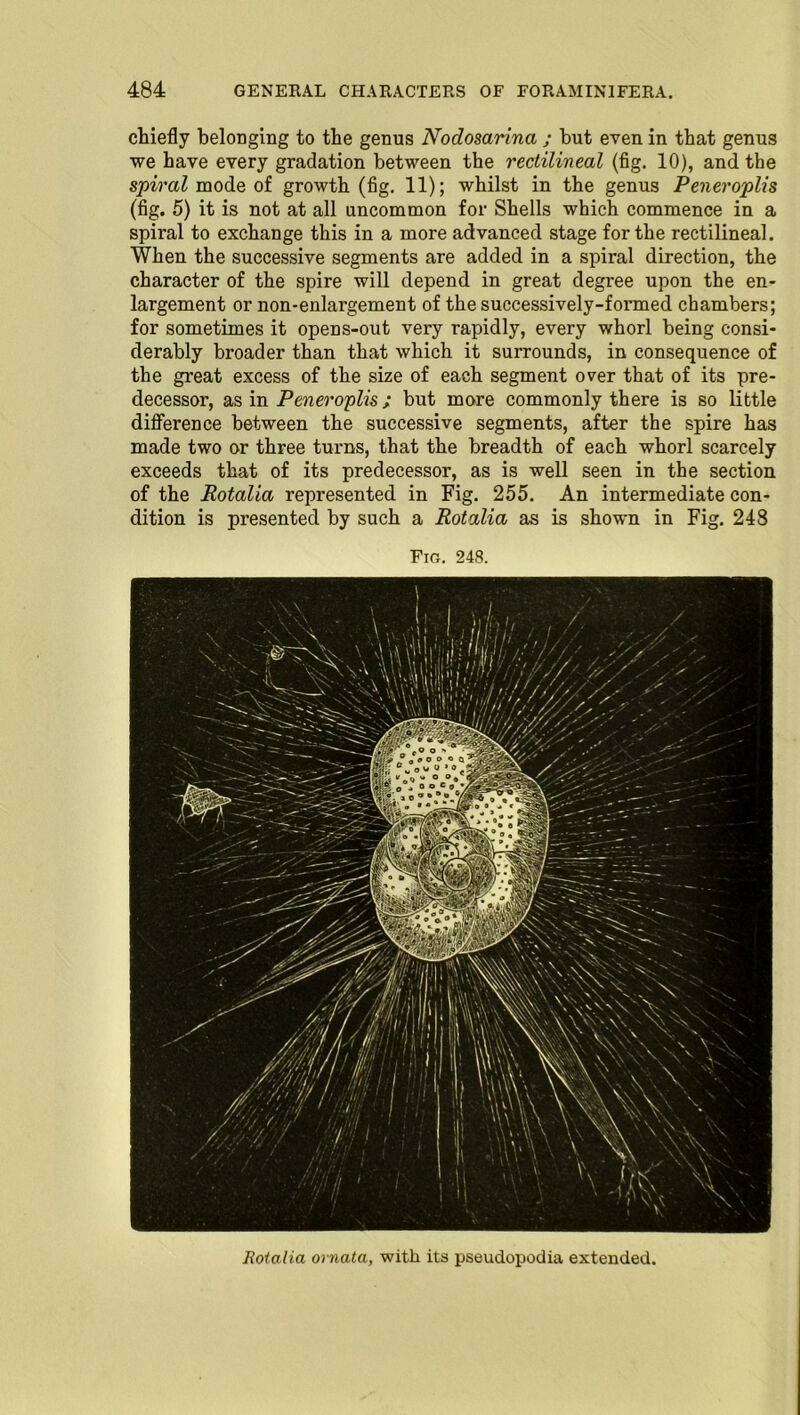 chiefly belonging to the genus Nodosarina ; hut even in that genus we have every gradation between the rectilineal (fig. 10), and the spi/i'al mode of growth (fig. 11); whilst in the genus Peneroplis (fig. 5) it is not at all uncommon for Shells which commence in a spiral to exchange this in a more advanced stage for the rectilineal. When the successive segments are added in a spiral direction, the character of the spire will depend in great degree upon the en- largement or non-enlargement of the successively-formed chambers; for sometimes it opens-out very rapidly, every whorl being consi- derably broader than that which it surrounds, in consequence of the great excess of the size of each segment over that of its pre- decessor, as in Peneroplis; but more commonly there is so little difference between the successive segments, after the spire has made two or three turns, that the breadth of each whorl scarcely exceeds that of its predecessor, as is well seen in the section of the Rotalia represented in Fig. 255. An intermediate con- dition is presented by such a Rotalia as is shown in Fig. 248 Fig. 248. Rotalia ornata, with its pseudopodia extended.