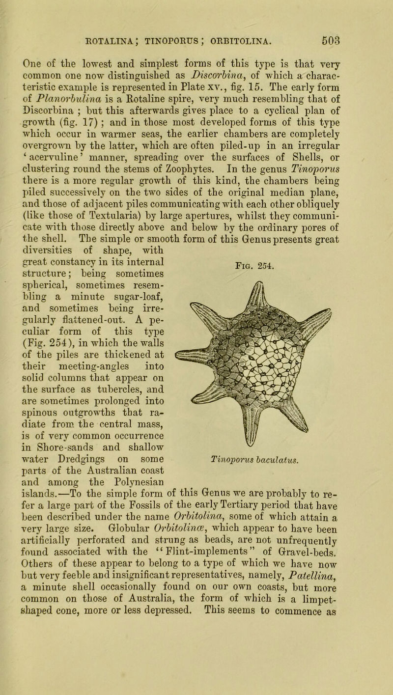 Fig. 254. One of the lowest and simplest forms of this type is that very common one now distinguished as Discorbina, of which a charac- teristic example is represented in Plate xv., fig. 15. The early form of Planorbulina is a Rotaline spire, very much resembling that of Discorbina ; but this afterwards gives place to a cyclical plan of growth (fig. 17); and in those most developed forms of this type which occur in warmer seas, the earlier chambers are completely overgrown by the latter, which are often piled-up in an irregular ‘ acervuline ’ manner, spreading over the surfaces of Shells, or clustering round the stems of Zoophytes. In the genus Tinoporus there is a more regular growth of this kind, the chambers being piled successively on the two sides of the original median plane, and those of adjacent piles communicating with each other obliquely (like those of Textularia) by large apertures, whilst they communi- cate with those directly above and below by the ordinary pores of the shell. The simple or smooth form of this Genus presents great diversities of shape, with great constancy in its internal structure; being sometimes spherical, sometimes resem- bling a minute sugar-loaf, and sometimes being irre- gularly flattened-out. A pe- culiar form of this type (Fig. 254), in which the walls of the piles are thickened at their meeting-angles into solid columns that appear on the surface as tubercles, and are sometimes prolonged into spinous outgrowths that ra- diate from the central mass, is of very common occurrence in Shore-sands and shallow water Dredgings on some parts of the Australian coast and among the Polynesian islands.—To the simple form of this Genus we are probably to re- fer a large part of the Fossils of the early Tertiary period that have been described under the name Orbitolina, some of which attain a very large size. Globular Orbitolince, which appear to have been artificially perforated and strung as beads, are not unfrequently found associated with the “Flint-implements” of Gravel-beds. Others of these appear to belong to a type of which we have now but very feeble and insignificant representatives, namely, Patellina, a minute shell occasionally found on our own coasts, but more common on those of Australia, the form of which is a limpet- shaped cone, more or less depressed. This seems to commence as Tinoporus baculatus.