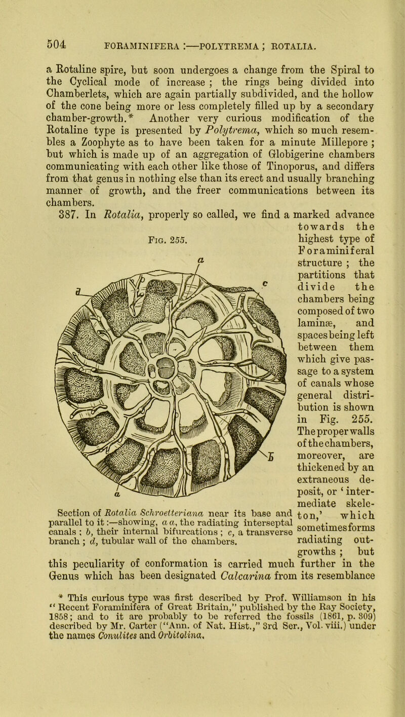 FORAMINIFERA POLYTREMA J ROTALIA. a Rotaline spire, but soon undergoes a change from the Spiral to the Cyclical mode of increase ; the rings being divided into Chamberlets, which are again partially subdivided, and the hollow of the cone being more or less completely filled up by a secondary chamber-growth.* Another very curious modification of the Rotaline type is presented by Polytrema, which so much resem- bles a Zoophyte as to have been taken for a minute Millepore ; but which is made up of an aggregation of Globigerine chambers communicating with each other like those of Tinoporus, and differs from that genus in nothing else than its erect and usually branching manner of growth, and the freer communications between its chambers. 387. In Fig. 255. Rotalia, properly so called, we find a marked advance towards the highest type of F or a mini feral structure ; the partitions that divide the chambers being composed of two laminae, and spaces being left between them which give pas- sage to a system of canals whose general distri- bution is shown in Fig. 255. The proper walls of the chambers, moreover, are thickened by an extraneous de- posit, or ‘inter- mediate skele- Section of Rotalia Schroetteriana near its base and t,ori ’ which parallel to it:—showing, a a, the radiating interseptal .• canals ; b, their internal bifurcations ; c, a transverse sometimes forms branch ; d, tubular wall of the ohambers. radiating out- growths ; but this peculiarity of conformation is carried much further in the Genus which has been designated Calcarina from its resemblance * This curious type was first described by Prof. Williamson in his “ Recent Foraminifera of Great Britain,” published by the Ray Society, 1858; and to it are probably to be referred the fossils (1861, p. 809) described by Mr. Garter (“Ann. of Nat. Hist.,” 3rd Ser., Vol. viii.) under the names Conulites and Orhitolina,