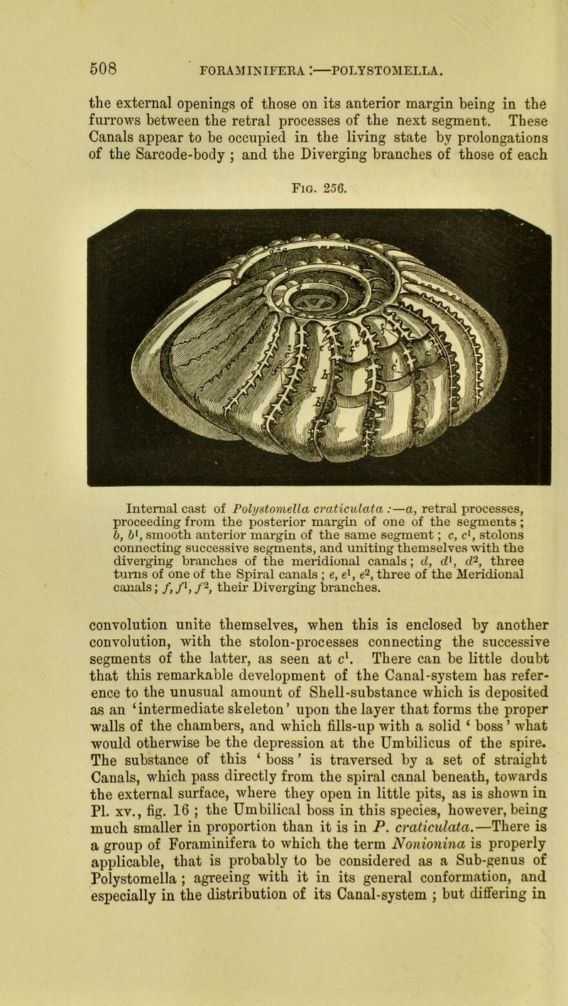 the external openings of those on its anterior margin being in the furrows between the retral processes of the next segment. These Canals appear to be occupied in the living state by prolongations of the Sarcode-body ; and the Diverging branches of those of each Fig. 256. Internal cast of Polystomella craticulata :—a, retral processes, proceeding from the posterior margin of one of the segments; b, bl, smooth anterior margin of the same segment; c, c1, stolons connecting successive segments, and uniting themselves with the diverging branches of the meridional canals ; d, d{, d2, three turns of one of the Spiral canals ; e, el, e2, three of the Meridional canals; /,/*,/2, their Diverging branches. convolution unite themselves, when this is enclosed by another convolution, with the stolon-processes connecting the successive segments of the latter, as seen at cx. There can be little doubt that this remarkable development of the Canal-system has refer- ence to the unusual amount of Shell-substance which is deposited as an ‘intermediate skeleton’ upon the layer that forms the proper walls of the chambers, and which fills-up with a solid ‘ boss ’ what would otherwise be the depression at the Umbilicus of the spire. The substance of this ‘ boss ’ is traversed by a set of straight Canals, which pass directly from the spiral canal beneath, towards the external surface, where they open in little pits, as is shown in PI. xv., fig. 16 ; the Umbilical boss in this species, however, being much smaller in proportion than it is in P. craticulata.—There is a group of Foraminifera to which the term Nonionina is properly applicable, that is probably to be considered as a Sub-genus of Polystomella ; agreeing with it in its general conformation, and especially in the distribution of its Canal-system ; but differing in