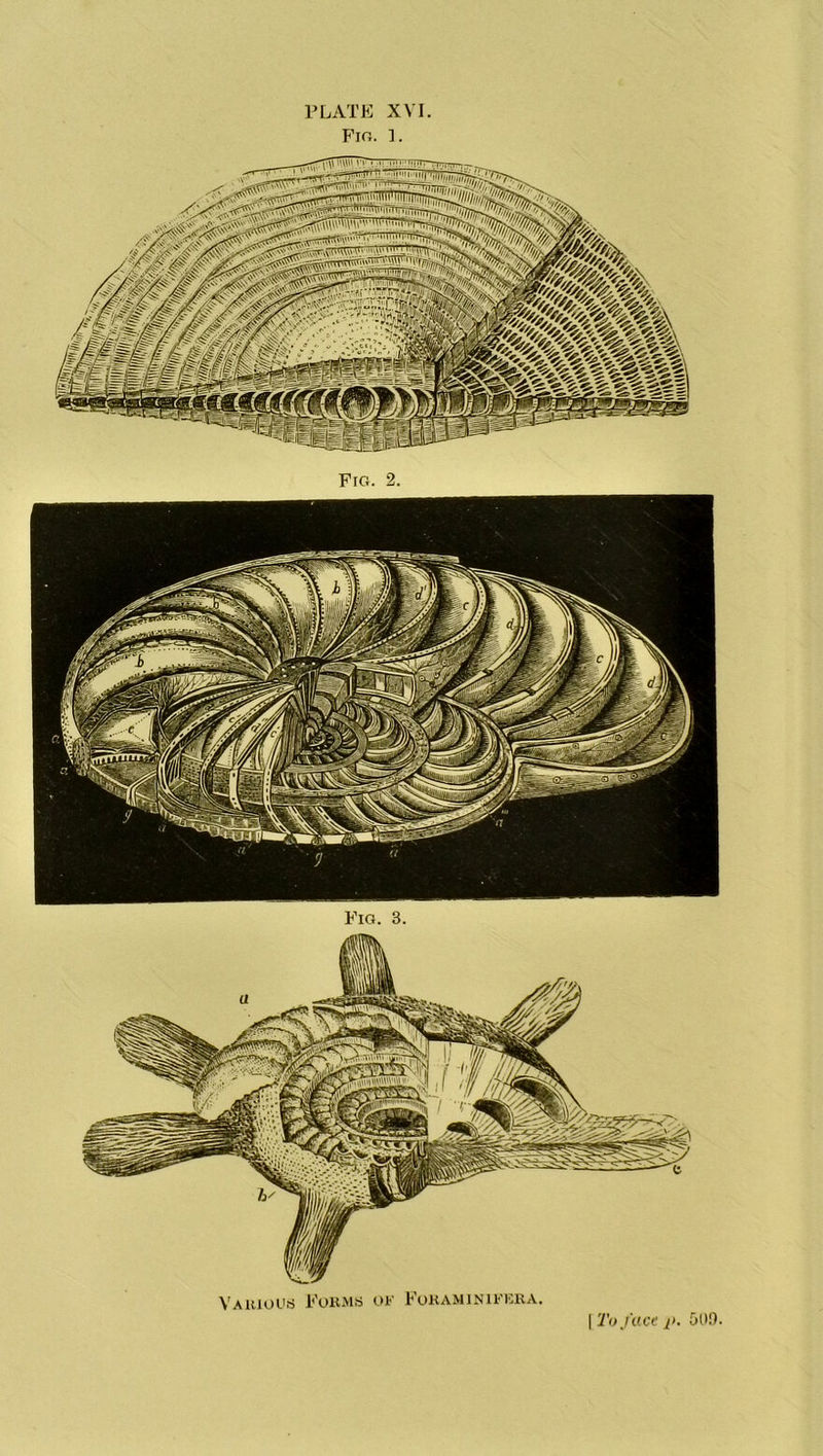 PLATE XVI Fig. 1. Fro. 2. Fig. 3. Various Forms of Foraminifera. [To face i>. 500.