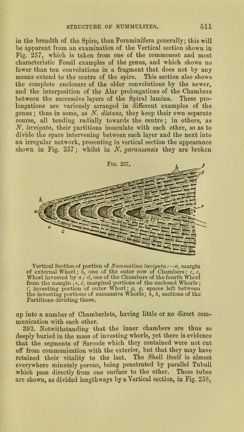 in the breadth of the Spire, than Foraminifera generally; this will be apparent from an examination of the Vertical section shown in Fig. 257, which is taken from one of the commonest and most characteristic Fossil examples of the genus, and which shows no fewer than ten convolutions in a fragment that does not by any means extend to the centre of the spire. This section also shows the complete enclosure of the older convolutions by the newer, and the interposition of the Alar prolongations of the Chambers between the successive layers of the Spiral lamina. These pro- longations are variously arranged in different examples of the genus ; thus in some, as iV. clistans, they keep their own separate course, all tending radially towards the centre; in others, as N. icevigata, their partitions inosculate with each other, so as to divide the space intervening between each layer and the next into an irregular network, presenting in vertical section the appearance shown in Fig. 257; whilst in N. garansensis they are broken Vertical Section of portion of Nummulina Icevigata: —a, margin of external Whorl; b, one of the outer row of Chambers; c, c. Whorl invested by a ; d, one of the Chambers of the fourth Whorl from the margin ; e, e, marginal portions of the enclosed Whorls ; f, investing portion of outer Whorl; g, g, spaces left between the investing portions of successive Whorls; h, h, sections of the Partitions dividing these. up into a number of Chamberlets, having little or no direct com- munication with each other. 393. Notwithstanding that the inner chambers are thus so deeply buried in the mass of investing whorls, yet there is evidence that the segments of Sarcode which they contained were not cut off from communication with the exterior, but that they may have retained their vitality to the last. The Shell itself is almost everywhere minutely porous, being penetrated by parallel Tubuli which pass directly from one surface to the other. These tubes are shown, as divided lengthways by a Vertical section, in Fig. 258,