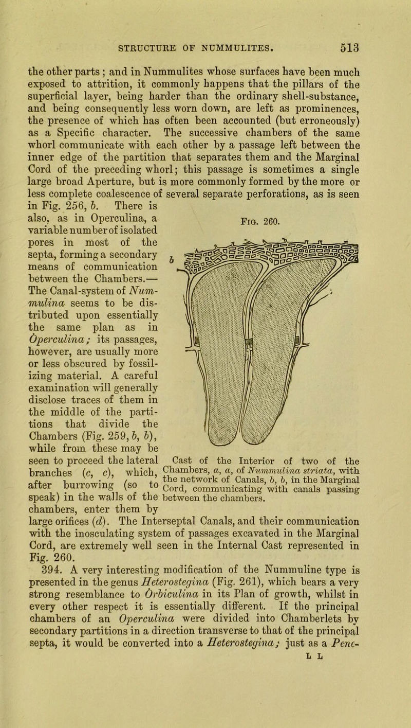 the other parts; and in Nummulites whose surfaces have been much exposed to attrition, it commonly happens that the pillars of the superficial layer, being harder than the ordinary shell-substance, and being consequently less woi’n down, are left as prominences, the presence of which has often been accounted (but erroneously) as a Specific character. The successive chambers of the same whorl communicate with each other by a passage left between the inner edge of the partition that separates them and the Marginal Cord of the preceding whorl; this passage is sometimes a single large broad Aperture, but is more commonly formed by the more or less complete coalescence of several separate perforations, as is seen in Fig. 256, b. There is also, as in Operculina, a pJO 260. variable number of isolated pores in most of the septa, forming a secondary means of communication between the Chambers.— The Canal-system of Num- mulina seems to be dis- tributed upon essentially the same plan as in Operculina ; its passages, however, are usually more or less obscured by fossil- izing material. A careful examination will generally disclose traces of them in the middle of the parti- tions that divide the Chambers (Fig. 259,6, b), while from these may be seen to proceed the lateral Cast of the Interior of two of the branches (c c) which Chambers, a, a, of Nummulina striata, with r, v ' ’ • / ’ the network of Canals, b, b, in the Marginal after bull owing (so to Cord, communicating with canals passing speak) in the walls of the between the chambers, chambers, enter them by large orifices (d). The Interseptal Canals, and their communication with the inosculating system of passages excavated in the Marginal Cord, are extremely well seen in the Internal Cast represented in Fig. 260. 394. A very interesting modification of the Nummuline type is presented in the genus Heterostegina (Fig. 261), which bears a very strong resemblance to Orbiculina in its Plan of growth, whilst in every other respect it is essentially different. If the principal chambers of an Operculina were divided into Chamberlets by secondary partitions in a direction transverse to that of the principal septa, it would be converted into a Heterostegina; just as a Penc- il L