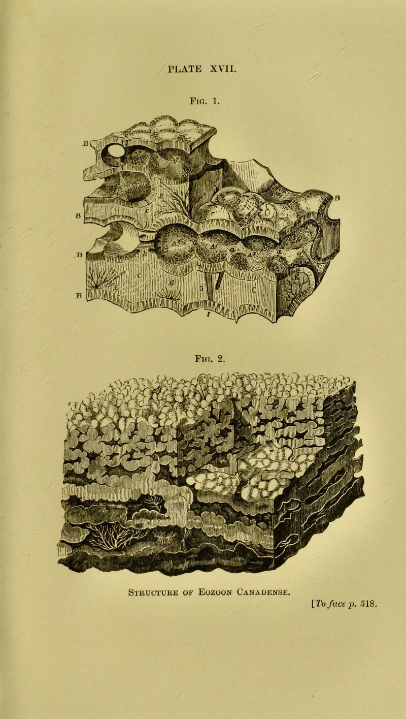 Fig. 1. Fig. 2. Structure of Eozoon Canadense. [ To face p. 518.