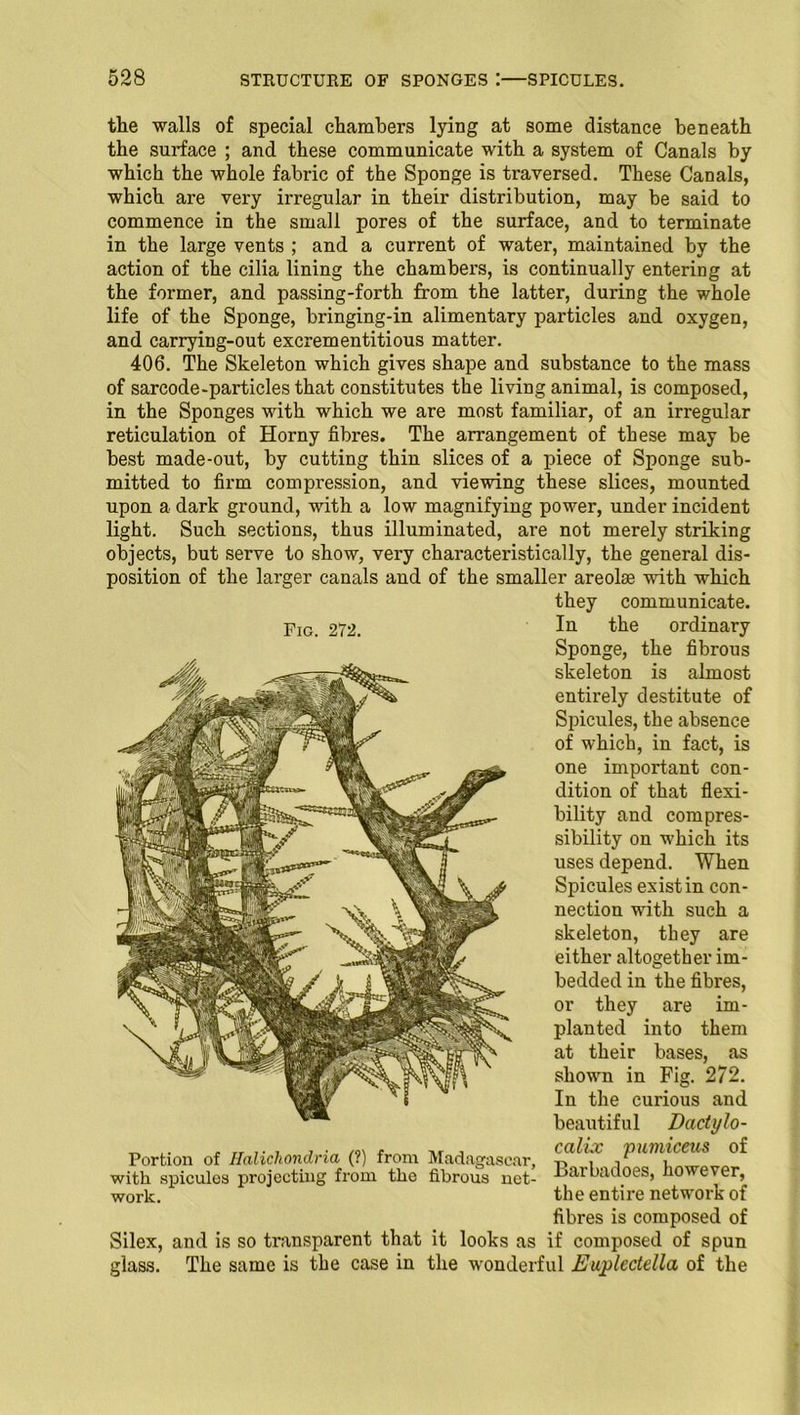 Fig. 272. the walls of special chambers lying at some distance beneath the surface ; and these communicate with a system of Canals by which the whole fabric of the Sponge is traversed. These Canals, which are very irregular in their distribution, may be said to commence in the small pores of the surface, and to terminate in the large vents ; and a current of water, maintained by the action of the cilia lining the chambers, is continually entering at the former, and passing-forth from the latter, during the whole life of the Sponge, bringing-in alimentary particles and oxygen, and carrying-out excrementitious matter. 406. The Skeleton which gives shape and substance to the mass of sarcode-particles that constitutes the living animal, is composed, in the Sponges with which we are most familiar, of an irregular reticulation of Horny fibres. The arrangement of these may be best made-out, by cutting thin slices of a piece of Sponge sub- mitted to firm compression, and viewing these slices, mounted upon a dark ground, with a low magnifying power, under incident light. Such sections, thus illuminated, are not merely striking objects, but serve to show, very characteristically, the general dis- position of the larger canals and of the smaller areolae with which they communicate. In the ordinary Sponge, the fibrous skeleton is almost entirely destitute of Spicules, the absence of which, in fact, is one important con- dition of that flexi- bility and compres- sibility on which its uses depend. When Spicules exist in con- nection with such a skeleton, they are either altogether im- bedded in the fibres, or they are im- planted into them at their bases, as shown in Fig. 272. In the curious and beautiful Dactylo- calix pumiceus of Barbadoes, however, the entire network of fibres is composed of Silex, and is so transparent that it looks as if composed of spun glass. The same is the case in the wonderful Euplectella of the Portion of Halicliondria (?) from Madagascar, with spicules projecting from the fibrous net- work.