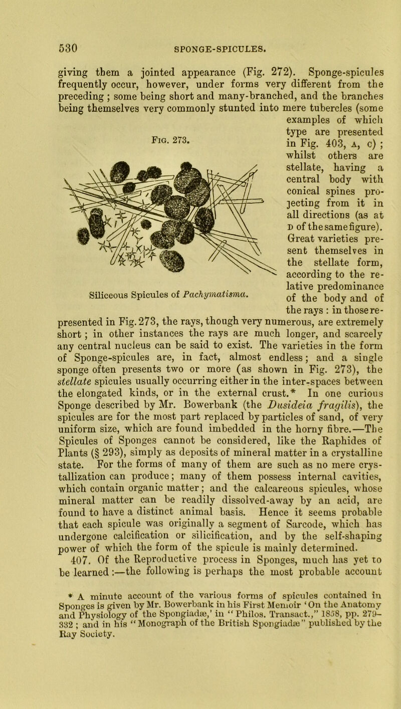 giving them a jointed appearance (Fig. 272). Sponge-spicules frequently occur, however, under forms very different from the preceding ; some being short and many-branched, and the branches being themselves very commonly stunted into mere tubercles (some examples of which type are presented in Fig. 403, a, c) ; whilst others are stellate, having a central body with conical spines pro- jecting from it in all directions (as at d of thesamefigure). Great varieties pre- sent themselves in the stellate form, according to the re- lative predominance of the body and of the rays : in those re- presented in Fig. 273, the rays, though very numerous, are extremely short; in other instances the rays are much longer, and scarcely any central nucleus can be said to exist. The varieties in the form of Sponge-spicules are, in fact, almost endless; and a single sponge often presents two or more (as shown in Fig. 273), the stellate spicules usually occurring either in the inter-spaces between the elongated kinds, or in the external crust.* In one curious Sponge described by Mr. Bowerbank (the Dusideia fragilis), the spicules are for the most part replaced by particles of sand, of very uniform size, which are found imbedded in the horny fibre.—The Spicules of Sponges cannot be considered, like the Raphides of Plants (§ 293), simply as deposits of mineral matter in a crystalline state. For the forms of many of them are such as no mere crys- tallization can produce; many of them possess internal cavities, which contain organic matter; and the calcareous spicules, whose mineral matter can be readily dissolved-away by an acid, are found to have a distinct animal basis. Hence it seems probable that each spicule was originally a segment of Sarcode, which has undergone calcification or silicification, and by the self-shaping power of which the form of the spicule is mainly determined. 407. Of the Reproductive process in Sponges, much has yet to be learned:—the following is perhaps the most probable account * A minute account of the various forms of spicules contained in Sponges is given by Mr. Bowerbank in his First Memoir ‘ On the Anatomy and Physiology of the Spongiadaj,’ in “ Philos. Transact.,” 1858, pp. 279- 332 ; and in his “Monograph of the British Spongiadie” published by the Ray Society. Fig. 273. Siliceous Spicules of Pachymatima.