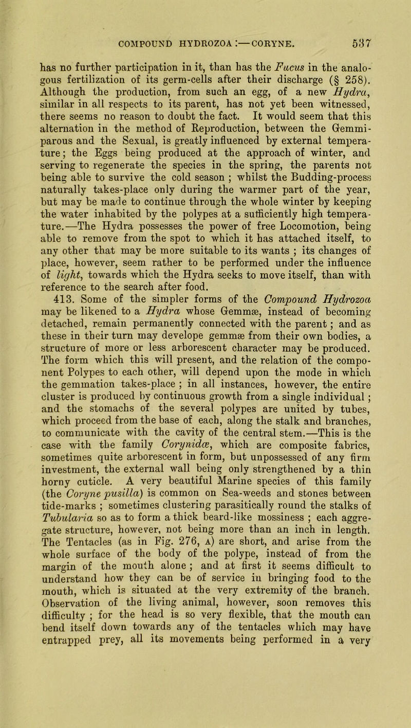 has no further participation in it, than has the Fucus in the analo- gous fertilization of its germ-cells after their discharge (§ 258). Although the production, from such an egg, of a new Hydra, similar in all respects to its parent, has not yet been witnessed, there seems no reason to doubt the fact. It would seem that this alternation in the method of Reproduction, between the Gemmi- parous and the Sexual, is greatly influenced by external tempera- ture ; the Eggs being produced at the approach of winter, and serving to regenerate the species in the spring, the parents not being able to survive the cold season ; whilst the Budding-process naturally takes-place only during the warmer part of the year, but may be made to continue through the whole winter by keeping the water inhabited by the polypes at a sufficiently high tempera- ture.—The Hydra possesses the power of free Locomotion, being able to remove from the spot to which it has attached itself, to any other that may be more suitable to its wants ; its changes of place, however, seem rather to be performed under the influence of light, towards which the Hydra seeks to move itself, than with reference to the search after food. 413. Some of the simpler forms of the Compound Hydrozoa may be likened to a Hydra whose Gemmae, instead of becoming detached, remain permanently connected with the parent; and as these in their turn may develope gemmae from their own bodies, a structure of more or less arborescent character may be produced. The form which this will present, and the relation of the compo- nent Polypes to each other, will depend upon the mode in which the gemmation takes-place ; in all instances, however, the entire cluster is produced by continuous growth from a single individual ; and the stomachs of the several polypes are united by tubes, which proceed from the base of each, along the stalk and branches, to communicate with the cavity of the central stem.—This is the case with the family Corynidce, which are composite fabrics, sometimes quite arborescent in form, but unpossessed of any Arm investment, the external wall being only strengthened by a thin horny cuticle. A very beautiful Marine species of this family (the Coryne pusilla) is common on Sea-weeds and stones between tide-marks ; sometimes clustering parasitically round the stalks of Tubularia so as to form a thick beard-like mossiness ; each aggre- gate structure, however, not being more than an inch in length. The Tentacles (as in Fig. 276, a) are short, and arise from the whole surface of the body of the polype, instead of from the margin of the mouth alone ; and at first it seems difficult to understand how they can be of service in bringing food to the mouth, which is situated at the very extremity of the branch. Observation of the living animal, however, soon removes this difficulty ; for the head is so very flexible, that the mouth can bend itself down towards any of the tentacles which may have entrapped prey, all its movements being performed in a very