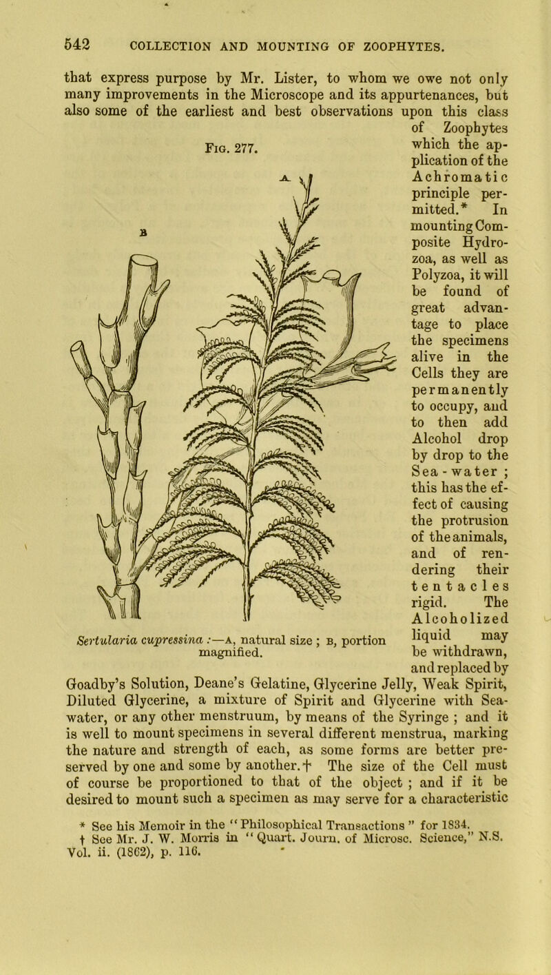 that express purpose by Mr. Lister, to whom we owe not only many improvements in the Microscope and its appurtenances, hut also some of the earliest and best observations upon this class of Zoophytes which the ap- plication of the Achromatic principle per- mitted.* In mounting Com- posite Hydro- zoa, as well as Polyzoa, it will be found of great advan- tage to place the specimens alive in the Cells they are permanently to occupy, and to then add Alcohol drop by drop to the Sea - water ; this has the ef- fect of causing the protrusion of the animals, and of ren- dering their tentacles rigid. The Alcoholized liquid may be withdrawn, and replaced by Goadby’s Solution, Deane’s Gelatine, Glycerine Jelly, Weak Spirit, Diluted Glycerine, a mixture of Spirit and Glycerine with Sea- water, or any other menstruum, by means of the Syringe ; and it is well to mount specimens in several different menstrua, marking the nature and strength of each, as some forms are better pre- served by one and some by another. + The size of the Cell must of course be proportioned to that of the object ; and if it be desired to mount such a specimen as may serve for a characteristic * See liis Memoir in the“ Philosophical Transactions ” for 1834. t See Mr. J. W. Moms in “ Quart. Journ. of Microsc. Science,” N.S. Vol. ii. (18C2), p. 11C. Fig. 277. Sertularia cupressina:—a, natural size ; b, portion magnified.