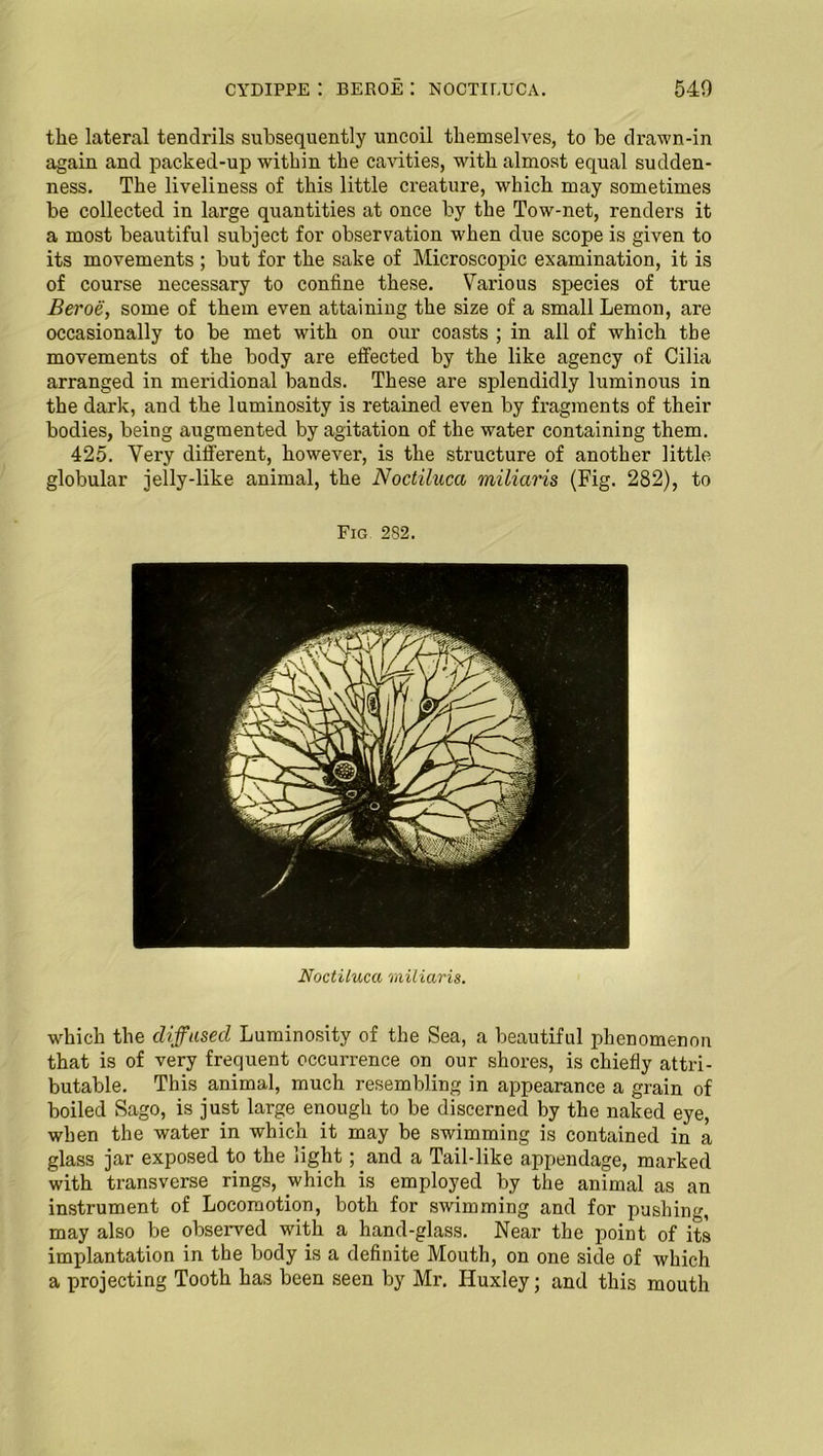 CYDIPPE : BEROE I NOCTILUCA. 540 the lateral tendrils subsequently uncoil themselves, to be drawn-in again and packed-up within the cavities, with almost equal sudden- ness. The liveliness of this little creature, which may sometimes be collected in large quantities at once by the Tow-net, renders it a most beautiful subject for observation when due scope is given to its movements ; but for the sake of Microscopic examination, it is of course necessary to coniine these. Various species of true Beroe, some of them even attaining the size of a small Lemon, are occasionally to be met with on our coasts ; in all of which tbe movements of the body are effected by the like agency of Cilia arranged in meridional bands. These are splendidly luminous in the dark, and the luminosity is retained even by fragments of their bodies, being augmented by agitation of the water containing them. 425. Very different, however, is the structure of another little globular jelly-like animal, the Noctiluca miliaris (Fig. 282), to Fig 282. Noctiluca miliaris. which the diffused Luminosity of the Sea, a beautiful phenomenon that is of very frequent occurrence on our shores, is chiefly attri- butable. This animal, much resembling in appearance a grain of boiled Sago, is just large enough to be discerned by the naked eye, when the water in which it may be swimming is contained in a glass jar exposed to the light; and a Tail-like appendage, marked with transverse rings, which is employed by the animal as an instrument of Locomotion, both for swimming and for pushing, may also be observed with a hand-glass. Near the point of its implantation in the body is a definite Mouth, on one side of which a projecting Tooth has been seen by Mr. Huxley; and this mouth