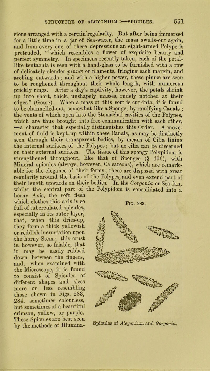 sions arranged with a certairfregularity. But after being immersed for a little time in a jar of Sea-water, the mass swells-out again, and from every one of these depressions an eight-armed Polype is protruded, “which resembles a flower of exquisite beauty and perfect symmetry. In specimens recently taken, each of the petal- like tentacula is seen with a hand-glass to be furnished with a row of delicately-slender pinna or filaments, fringing each mai'gin, and arching outwards; and with a higher power, these pinnae are seen to be roughened throughout their whole length, with numerous prickly rings. After a day’s captivity, however, the petals shrink up into short, thick, unshapely masses, rudely notched at their edges ” (Grosse). When a mass of this sort is cut-into, it is found to be channelled-out, somewhat like a Sponge, by ramifying Canals ; the vents of which open into the Stomachal cavities of the Polypes, which are thus brought into free communication with each other, —a character that especially distinguishes this Order. A move- ment of fluid is kept-up within these Canals, as may be distinctly seen through their transparent bodies, by means of Cilia lining the internal surfaces of the Polypes; but no cilia can be discerned on their external surfaces. The tissue of this spongy Polypidom is strengthened throughout, like that of Sponges (§ 406), with Mineral spicules (always, however, Calcareous), which are remark- able for the elegance of their forms; these are disposed with great regularity around the basis of the Polypes, and even extend part of their length upwards on their bodies. In the Gorgonia or Sea-fan, whilst the central part of the Polypidom is consolidated into a horny Axis, the soft flesh which clothes this axis is so full of tuberculated spicules, especially in its outer layer, that, when this dries-up, they form a thick yellowish or reddish incrustation upon the horny Stem ; this crust is, however, so friable, that it may be easily rubbed down between the fingers, and, when examined with the Microscope, it is found to consist of Spicules of different shapes and sizes more or less resembling those shown in Figs. 283, 284, sometimes colourless, but sometimes of a beautiful crimson, yellow, or purple. These Spicules are best seen by the methods of Illumina-