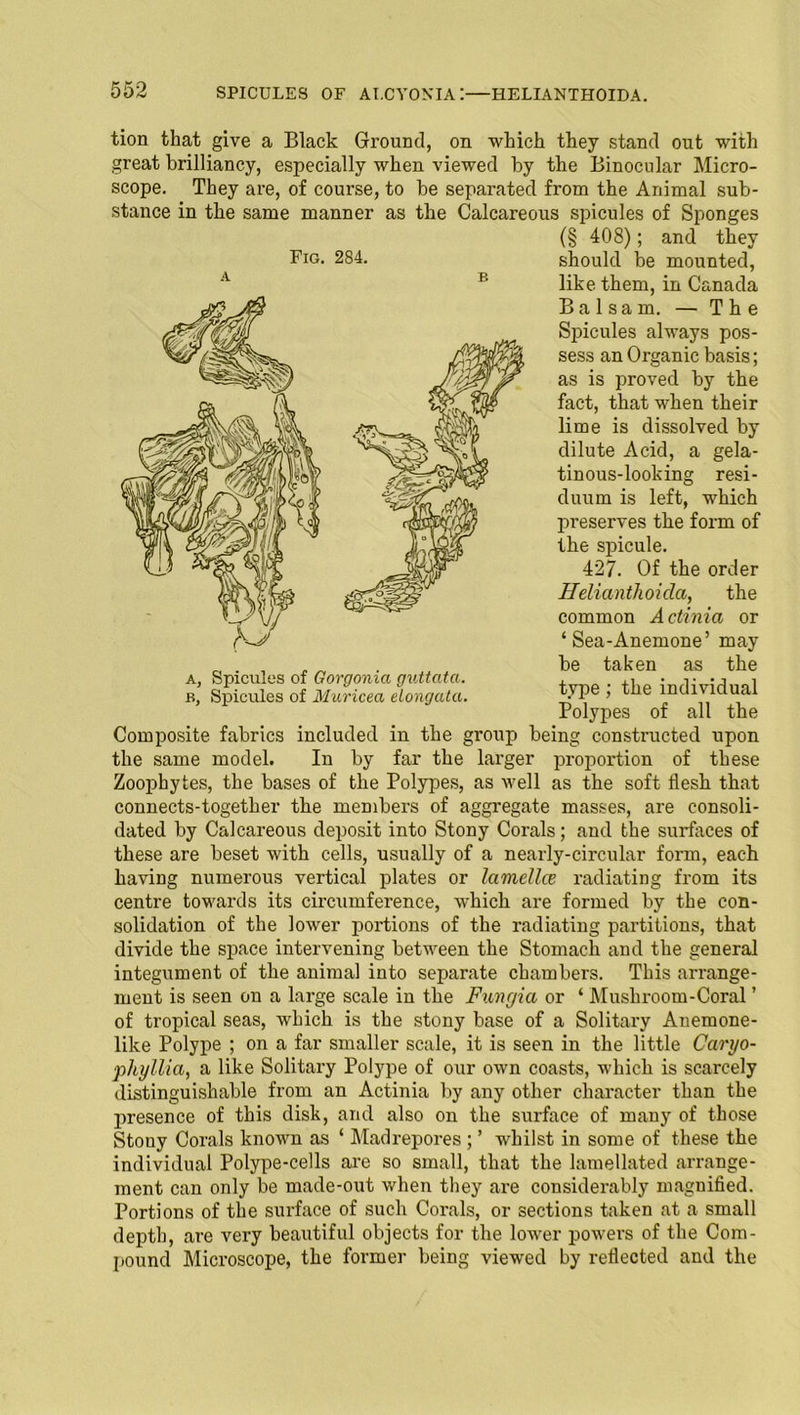 SPICULES OF AI.CYONIA:—HELIANTHOIDA. tion that give a Black Ground, on which they stand out with great brilliancy, especially when viewed by the Binocular Micro- scope. They are, of course, to be separated from the Animal sub- stance in the same manner as the Calcareous spicules of Sponges (§ 408); and they should be mounted, like them, in Canada Balsam. — The Spicules always pos- sess an Organic basis; as is proved by the fact, that when their lime is dissolved by dilute Acid, a gela- tinous-looking resi- duum is left, which preserves the form of the spicule. 427. Of the order Helianthoida, the common Actinia or ‘Sea-Anemone’ may be taken as the type; the individual Polypes of all the Composite fabrics included in the group being constructed upon the same model. In by far the larger proportion of these Zoophytes, the bases of the Polypes, as well as the soft flesh that connects-together the members of aggregate masses, are consoli- dated by Calcareous deposit into Stony Corals; and the surfaces of these are beset with cells, usually of a nearly-circular form, each having numerous vertical plates or lamellce radiating from its centre towards its circumference, which are formed by the con- solidation of the lower portions of the radiating partitions, that divide the space intervening between the Stomach and the general integument of the animal into separate chambers. This arrange- ment is seen on a large scale in the Fungia or ‘ Mushroom-Coral ’ of tropical seas, which is the stony base of a Solitary Anemone- like Polype ; on a far smaller scale, it is seen in the little Caryo- phyllia, a like Solitary Polype of our own coasts, which is scarcely distinguishable from an Actinia by any other character than the presence of this disk, and also on the surface of many of those Stouy Corals known as ‘ Madrepores ; ’ whilst in some of these the individual Polype-cells are so small, that the lamellated arrange- ment can only be made-out when they are considerably magnified. Portions of the surface of such Corals, or sections taken at a small depth, are very beautiful objects for the lower powers of the Com- pound Microscope, the former being viewed by reflected and the Fig. 284. a, Spicules of Gorgonia guttata. jb, Spicules of Muricea elongata.