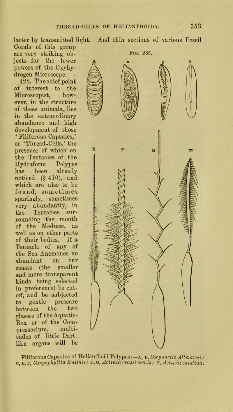 And thin sections of various Fossil Fig. 285. /ft latter by transmitted light. Corals of this group are very striking ob- jects for the lower powers of the Oxyhy- drogen Microscope. 428. The chief point of interest to the Microscopist, how-. ever, in the structure of these animals, lies in the extraordinary abundance and high development of those ‘ Filiferous Capsules, ’ or ‘Thread-Cells,’the presence of which on the Tentacles of the Hydraform Polypes has been already noticed (§ 410), and which are also to be found, sometimes sparingly, sometimes very abundantly, in the Tentacles sur- rounding the mouth of the Medusae, as well as on other parts of their bodies. If a Tentacle of any of the Sea-Anemones so abundant on our coasts (the smaller and more transparent kinds being selected in preference) be cut- off, and be subjected to gentle pressure between the two glasses of the Aquatic- Box or of the Com- pressoriurn, multi- tudes of little Dart- like organs will be Filif erous Capsules of Helianthoid Polypes a, b, Corynactis AUmanni; c, e, f, Cary ophy ilia Smithii; d, g, Actinia crassicornis ; n, Actinia Candida.