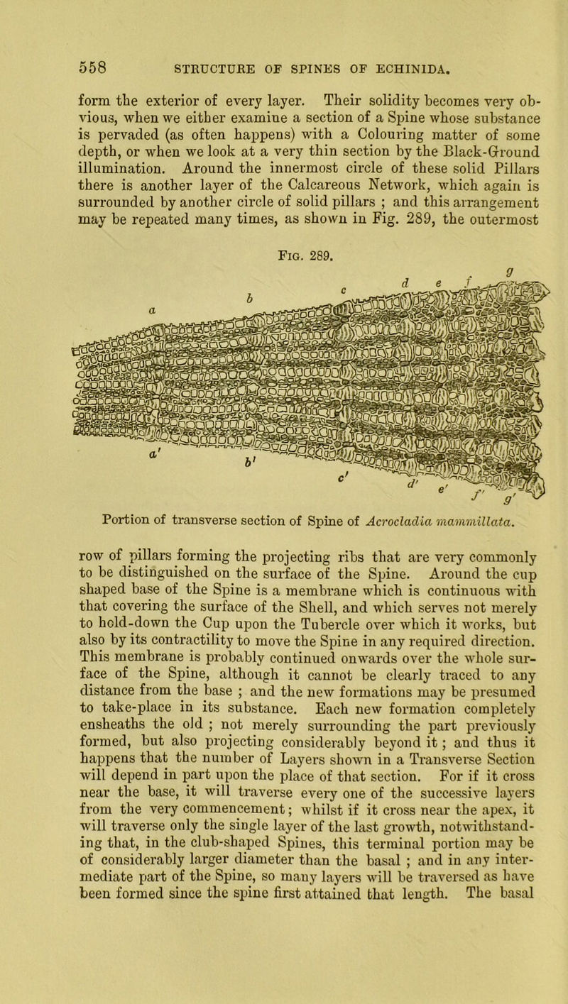 form the exterior of every layer. Their solidity becomes very ob- vious, when we either examine a section of a Spine whose substance is pervaded (as often happens) with a Colouring matter of some depth, or when we look at a very thin section by the Black-Ground illumination. Around the innermost circle of these solid Pillars there is another layer of the Calcareous Network, which again is surrounded by another circle of solid pillars ; and this arrangement may be repeated many times, as shown in Fig. 289, the outermost Fig. 289. Portion of transverse section of Spine of Acrocladia mammillata. row of pillars forming the projecting ribs that are very commonly to be distinguished on the surface of the Spine. Around the cup shaped base of the Spine is a membi'ane which is continuous with that covering the surface of the Shell, and which serves not merely to hold-down the Cup upon the Tubercle over which it works, but also by its contractility to move the Spine in any required direction. This membrane is probably continued onwards over the whole sur- face of the Spine, although it cannot be clearly traced to any distance from the base ; and the new formations may be presumed to take-place in its substance. Each new formation completely ensheaths the old ; not merely surrounding the part previously formed, but also projecting considerably beyond it; and thus it happens that the number of Layers shown in a Transverse Section will depend in part upon the place of that section. For if it cross near the base, it will traverse every one of the successive layers from the very commencement; whilst if it cross near the apex, it will traverse only the single layer of the last growth, notwithstand- ing that, in the club-shaped Spines, this terminal portion may be of considerably larger diameter than the basal ; and in any inter- mediate part of the Spine, so many layers will be traversed as have been formed since the spine first attained that length. The basal