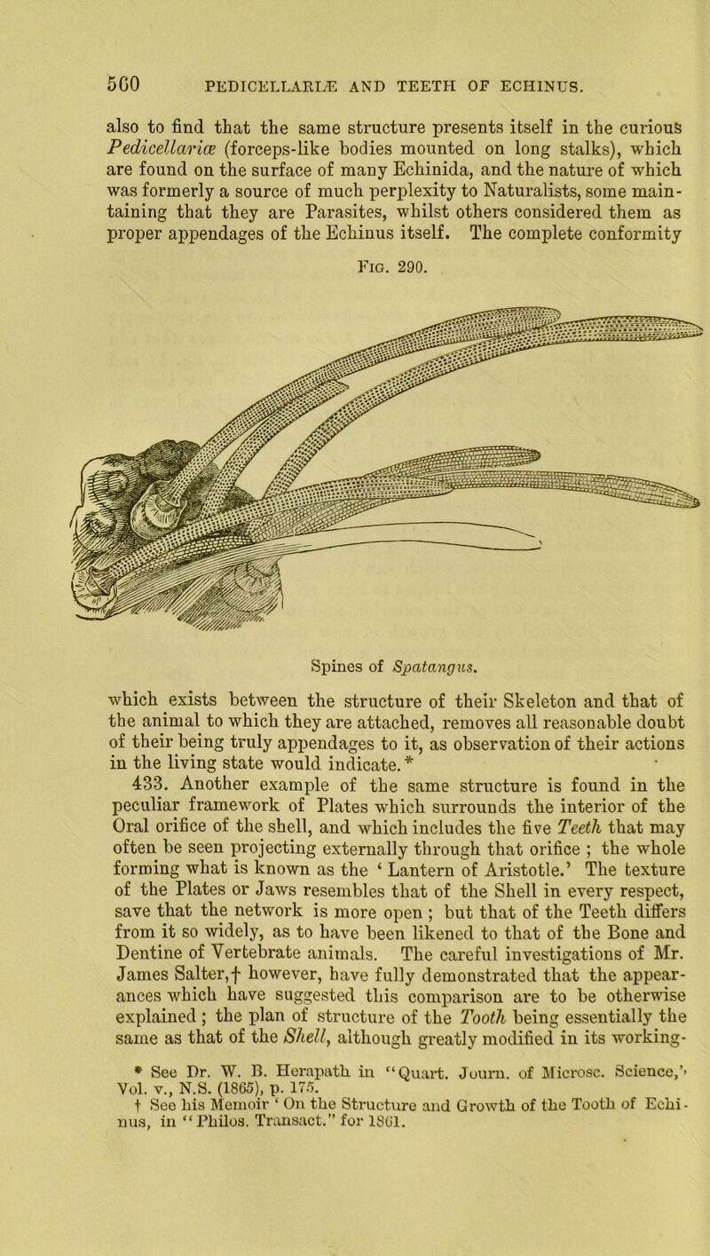 5G0 PEDICELLxVRUE AND TEETH OF ECHINUS. also to find that the same structure presents itself in the curious Pedicellarice (forceps-like bodies mounted on long stalks), which are found on the surface of many Echinida, and the nature of which was formerly a source of much perplexity to Naturalists, some main- taining that they are Parasites, whilst others considered them as proper appendages of the Echinus itself. The complete conformity Fig. 290. Spines of Spatangus. which exists between the structure of their Skeleton and that of the animal to which they are attached, removes all reasonable doubt of their being truly appendages to it, as observation of their actions in the living state would indicate. * 433. Another example of the same structure is found in the peculiar framework of Plates which surrounds the interior of the Oral orifice of the shell, and which includes the five Teeth that may often be seen projecting externally through that orifice ; the whole forming what is known as the ‘ Lantern of Aristotle.’ The texture of the Plates or Jaws resembles that of the Shell in every respect, save that the network is more open ; but that of the Teeth differs from it so widely, as to have been likened to that of the Bone and Dentine of Vertebrate animals. The careful investigations of Mr. James Salter,f however, have fully demonstrated that the appear- ances which have suggested this comparison are to be otherwise explained ; the plan of structure of the Tooth being essentially the same as that of the Shell, although greatly modified in its working- * See Dr. W. B. Herapath in “Quart. Journ. of Mierosc. Science,’* Vol. v., N.S. (1865), p. 175. t See liis Memoir ‘ On the Structure and Growth of the Tooth of Echi- nus, in “ Philos. Transact.” for 1861.