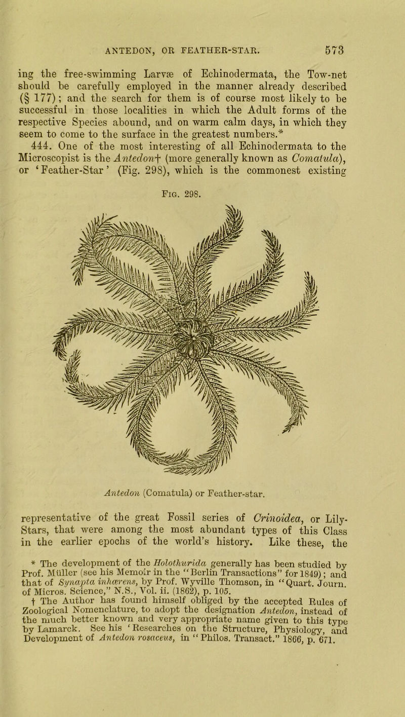 ing the free-swimming Larvae of Echinodermata, the Tow-net should he carefully employed in the manner already described (§ 177); and the search for them is of course most likely to be successful in those localities in which the Adult forms of the respective Species abound, and on warm calm days, in which they seem to come to the surface in the greatest numbers.* 444. One of the most interesting of all Echinodermata to the Microscopist is the Anteclonj- (more generally known as Comaiula), or ‘Feather-Star’ (Fig. 298), which is the commonest existing Fig. 298. Antedon (Comatula) or Feather-star. representative of the great Fossil series of Crinoidea, or Lily- Stars, that were among the most abundant types of this Class in the earlier epochs of the world’s history. Like these, the * The development of the Holothurida generally has been studied by Prof. Muller (see his Memoir in the “Berlin Transactions” for 1849); and that of Synapta inhcerens, by Prof. Wyville Thomson, in “Quart. Journ. of Micros. Science,” N.S., Vol. ii. (18C2), p. 105. t The Author has found himself obliged by the accepted Panics of Zoological Nomenclature, to adopt the designation Antedon, instead of the much better known and very appropriate name given to this type by Lamarck. See his ‘Researches on the Structure, Physiology, and Development of Antedon rosaceus, in “Philos. Transact.” 1866, p. 671.