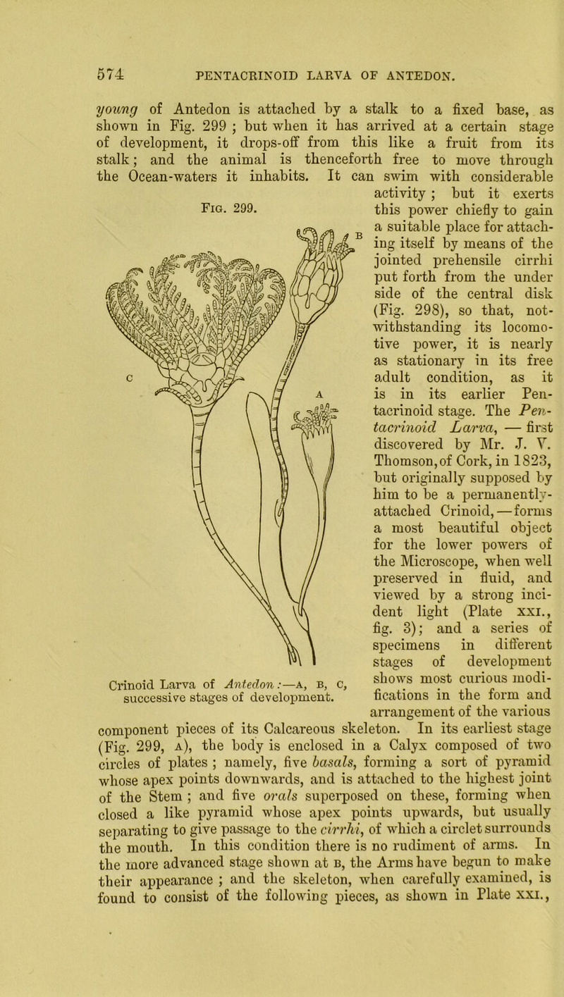 young of Antedon is attached by a stalk to a fixed base, as shown in Fig. 299 ; but when it has arrived at a certain stage of development, it drops-off from this like a fruit from its stalk; and the animal is thenceforth free to move through the Ocean-waters it inhabits. It can swim with considerable activity ; but it exerts Fig. 299. this power chiefly to gain a suitable place for attach- ing itself by means of the jointed prehensile cirrhi put forth from the under side of the central disk (Fig. 298), so that, not- withstanding its locomo- tive jiower, it is nearly as stationary in its free adult condition, as it is in its earlier Pen- tacrinoid stage. The Pen- tacrinoid Larva, — first discovered by Mr. J. V. Thomson, of Cork, in 1S23, but originally supposed by him to be a permanently- attached Crinoid, — forms a most beautiful object for the lower powers of the Microscope, when well preserved in fluid, and viewed by a strong inci- dent light (Plate xxi., fig. 8); and a series of specimens in different stages of development shows most curious modi- fications in the form and arrangement of the various component pieces of its Calcareous skeleton. In its earliest stage (Fig. 299, a), the body is enclosed in a Calyx composed of two circles of plates ; namely, five basals, forming a sort of pyramid whose apex points downwards, and is attached to the highest joint of the Stem ; and five orals superposed on these, forming when closed a like pyramid whose apex points upwards, but usually separating to give passage to the cirrhi, of which a circlet surrounds the mouth. In this condition there is no rudiment of arms. In the more advanced stage shown at b, the Arms have begun to make their appearance ; and the skeleton, when carefully examined, is found to consist of the following pieces, as shown in Plate xxi.,