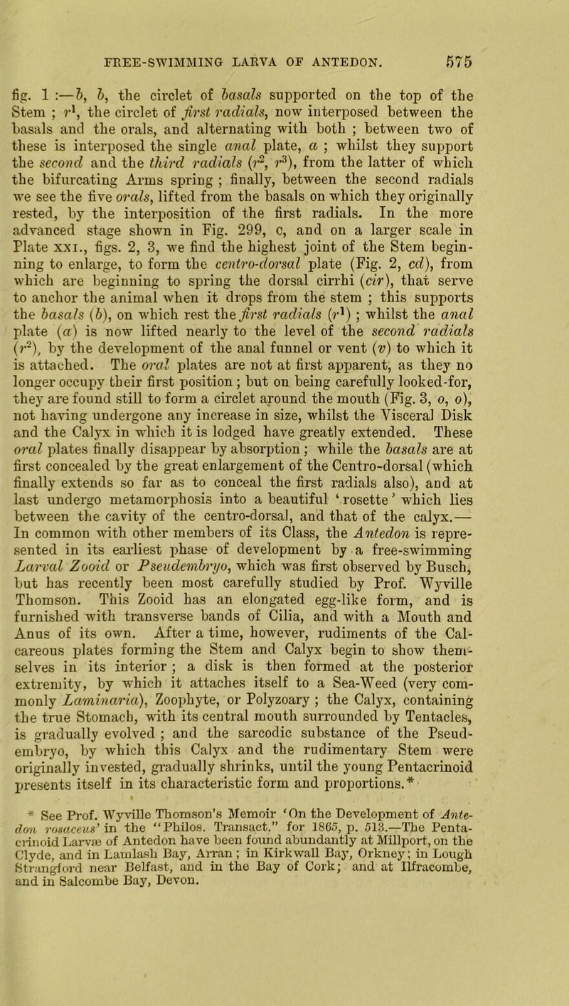 fig. 1 :—b, b, the circlet of basals supported on the top of the Stem ; r1, the circlet of first radiate, now interposed between the basals and the orals, and alternating with both ; between two of these is interposed the single anal plate, a ; whilst they support the second and the third radials (r2, r3), from the latter of which the bifurcating Arms spring ; finally, between the second radials we see the five orals, lifted from the basals on which they originally rested, by the interposition of the first radials. In the more advanced stage shown in Fig. 299, c, and on a larger scale in Plate xxi., figs. 2, 3, we find the highest joint of the Stem begin- ning to enlarge, to form the centro-dorsal plate (Fig. 2, cd), from which are beginning to spring the dorsal cirrhi (cir), that serve to anchor the animal when it drops from the stem ; this supports the basals (b), on which rest the first radials (r1) ; whilst the anal plate (a) is now lifted nearly to the level of the second radials (r-), by the development of the anal funnel or vent (v) to which it is attached. The oral plates are not at first apparent, as they no longer occupy their first position ; but on being carefully looked-for, they are found still to form a circlet around the mouth (Fig. 3, o, o), not having undergone any increase in size, whilst the Visceral Disk and the Calyx in which it is lodged have greatly extended. These oral plates finally disappear by absorption ; while the basals are at first concealed by the great enlargement of the Centro-dorsal (which finally extends so far as to conceal the first radials also), and at last undergo metamorphosis into a beautiful ‘ rosette ’ which lies between the cavity of the centro-dorsal, and that of the calyx.— In common with other members of its Class, the Antedon is repre- sented in its earliest phase of development by a free-swimming Larval Zooid or Pseudembryo, which was first observed by Busch, but has recently been most carefully studied by Prof. Wyville Thomson. This Zooid has an elongated egg-like form, and is furnished with transverse bands of Cilia, and with a Mouth and Anus of its own. After a time, however, rudiments of the Cal- careous plates forming the Stem and Calyx begin to show them- selves in its interior ; a disk is then formed at the posterior extremity, by which it attaches itself to a Sea-Weed (very com- monly Lamina/ria), Zoophyte, or Polyzoary ; the Calyx, containing the true Stomach, with its central mouth surrounded by Tentacles, is gradually evolved ; and the sarcodic substance of the Pseud- embryo, by which this Calyx and the rudimentary Stem were originally invested, gradually shrinks, until the young Pentacrinoid presents itself in its characteristic form and proportions.* • . > • , ; , j’ * See Prof. Wyville Thomson’s Memoir ‘On the Development of Ante- don rosaceus’ in the “Philos. Transact.” for 1865, p. 513.—The Penta- crinoid Larvae of Antedon have been found abundantly at Millport, on the Clyde, and in Lamlash Bay, Arran ; in Kirkwall Bay, Orkney; in Lough Strangford near Belfast, and in the Bay of Cork; and at Ilfracombe, and in Salcombe Bay, Devon.