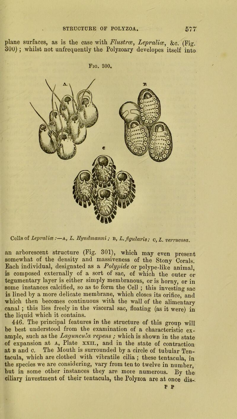 plane surfaces, as is the case -with Flustrce, Lepralice, &c. (Fig. 300); whilst not unfrequently the Polyzoary developes itself into Fig. 300. Cells of Lepralice :—a, L. Hyndmanni; b, L. figularis; c,l. verrucosa. an arborescent structure (Fig. 301), which may even present somewhat of the density and massiveness of the Stony Corals. Each individual, designated as a Polypide or polype-like animal is composed externally of a sort of sac, of which the outer or tegumentary layer is either simply membranous, or is horny, or in some instances calcified, so as to form the Cell ; this investing sac is lined by a more delicate membrane, which closes its orifice, and which then becomes continuous with the wall of the alimentary canal ; this lies freely in the visceral sac, floating (as it were) in the liquid which it contains. 446. The principal features in the structure of this group will be best understood from the examination of a characteristic ex- ample, such as the Layuncvla repens ; which is shown in the state of expansion at A, Plate xxii., and in the state of contraction at B and c. The Mouth is surrounded by a circle of tubular Ten- tacula, which are clothed with vibratile cilia ; these tentacula, in the species we are considering, vary from ten to twelve in number, but in some other instances they are more numerous. By the ciliary investment of their tentacula, the Polyzoa are at once dis-.