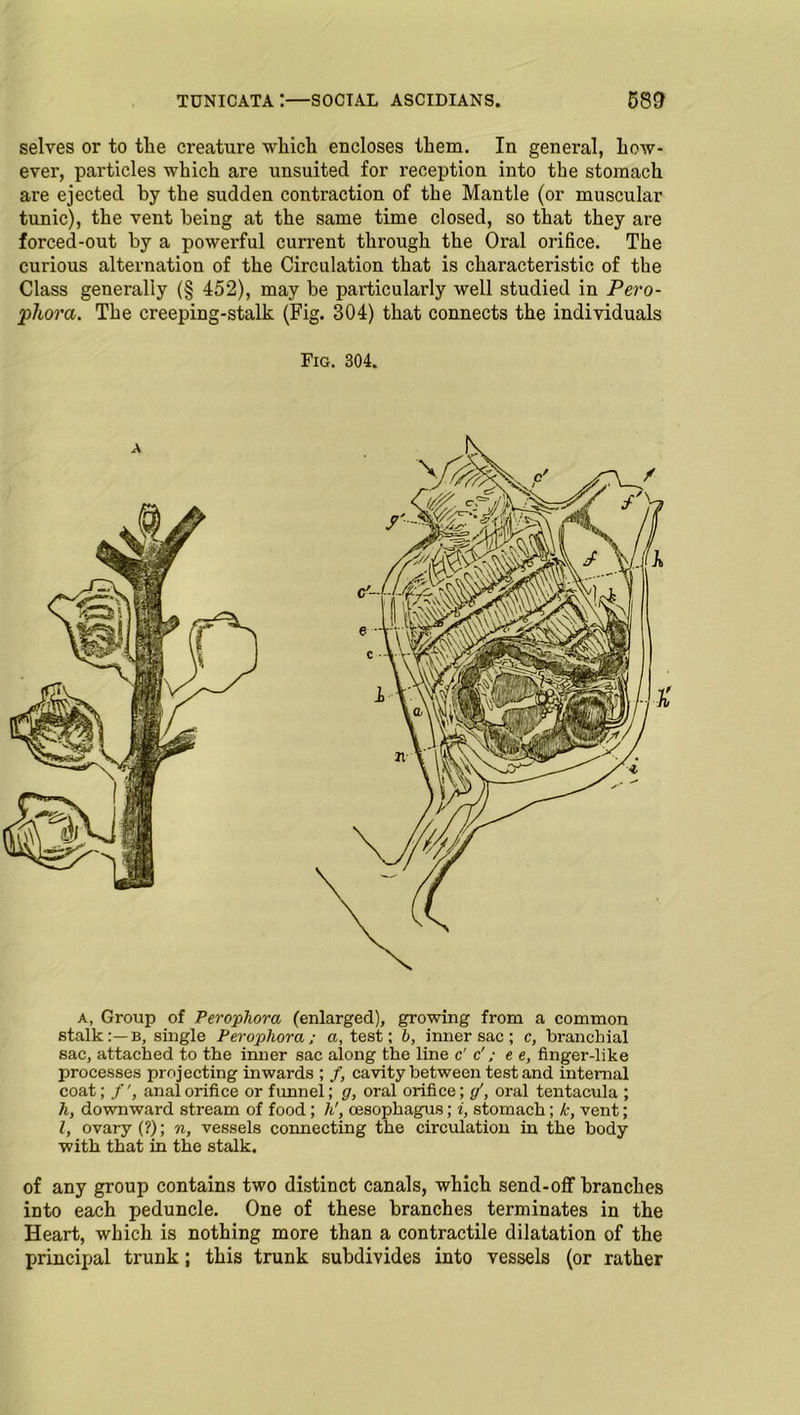 selves or to the creature which encloses them. In general, how- ever, particles which are unsuited for reception into the stomach are ejected by the sudden contraction of the Mantle (or muscular tunic), the vent being at the same time closed, so that they are forced-out by a powerful current through the Oral orifice. The curious alternation of the Circulation that is characteristic of the Class generally (§ 452), may be particularly well studied in Pero- phora. The creeping-stalk (Fig. 304) that connects the individuals Fig. 304. A a, Group of Perophora (enlarged), growing from a common stalk:—b, single Perophora; a, test; h, inner sac ; c, branchial sac, attached to the inner sac along the line c' c'; e e, finger-like processes projecting inwards ; /, cavity between test and internal coat; /', anal orifice or funnel; g, oral orifice; g', oral tentacula ; h, downward stream of food ; h', oesophagus; i, stomach; k, vent; l, ovary (?); n, vessels connecting the circulation in the body with that in the stalk. of any group contains two distinct canals, which send-off branches into each peduncle. One of these branches terminates in the Heart, which is nothing more than a contractile dilatation of the principal trunk; this trunk subdivides into vessels (or rather