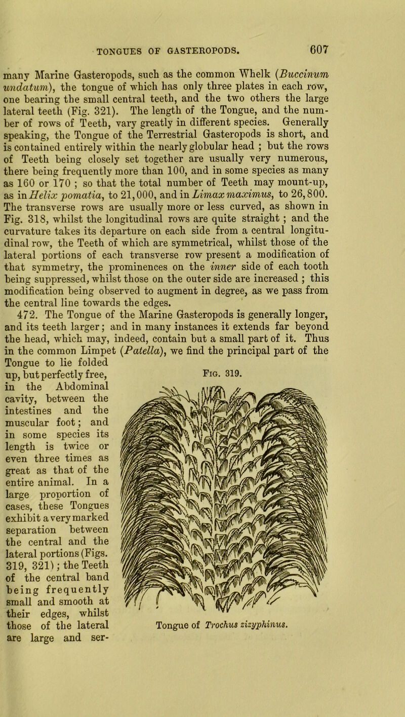 many Marine Gasteropods, sucli as the common Whelk (Buccinum undatum), the tongue of which has only three plates in each row, one bearing the small central teeth, and the two others the large lateral teeth (Fig. 321). The length of the Tongue, and the num- ber of rows of Teeth, vary greatly in different species. Generally speaking, the Tongue of the Terrestrial Gasteropods is short, and is contained entirely within the nearly globular head ; but the rows of Teeth being closely set together are usually very numerous, there being frequently more than 100, and in some species as many as 160 or 170 ; so that the total number of Teeth may mount-up, as in Helix pomatia, to 21,000, and in Limaxmaximus, to 26,800. The transverse rows are usually more or less curved, as shown in Fig. 318, whilst the longitudinal rows are quite straight ; and the curvature takes its departure on each side from a central longitu- dinal row, the Teeth of which are symmetrical, whilst those of the lateral portions of each transverse row present a modification of that symmetry, the prominences on the inner side of each tooth being suppressed, whilst those on the outer side are increased ; this modification being observed to augment in degree, as we pass from the central line towards the edges. 472. The Tongue of the Marine Gasteropods is generally longer, and its teeth larger; and in many instances it extends far beyond the head, which may, indeed, contain but a small part of it. Thus in the common Limpet {Patella), we find the principal part of the Tongue to lie folded up, but perfectly free, in the Abdominal cavity, between the intestines and the muscular foot; and in some species its length is twice or even three times as great as that of the entire animal. In a large proportion of cases, these Tongues exhibit a very marked separation between the central and the lateral portions (Figs. 319, 3211; the Teeth of the central band being frequently small and smooth at their edges, whilst those of the lateral are large and ser- Fig. 319. Tongue of Trochus zizyphinus.