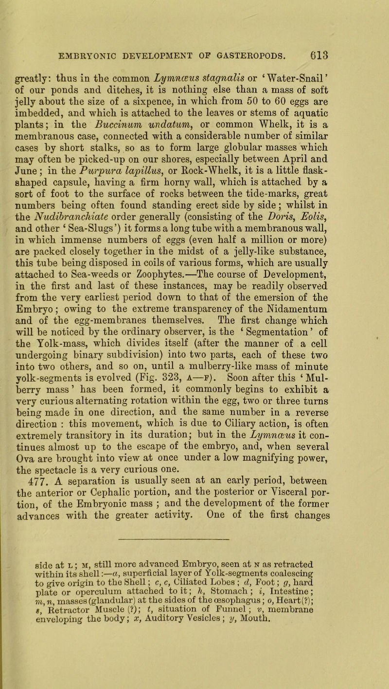 greatly: thus in the common Lymnieus stagnalis or ‘Water-Snail’ of our ponds and ditches, it is nothing else than a mass of soft jelly about the size of a sixpence, in which from 50 to 60 eggs are imbedded, and which is attached to the leaves or stems of aquatic plants; in the Buccinum undatum, or common Whelk, it is a membranous case, connected with a considerable number of similar cases by short stalks, so as to form large globular masses which may often be picked-up on our shores, especially between April and June ; in the Purpura lapillus, or Rock-Whelk, it is a little flask- shaped capsule, having a firm horny wall, which is attached by a sort of foot to the surface of rocks between the tide-marks, great numbers being often found standing erect side by side; whilst in the Nudibranchiate order generally (consisting of the Doris, Eolis, and other ‘ Sea-Slugs ’) it forms a long tube with a membranous wall, in which immense numbers of eggs (even half a million or more) are packed closely together in the midst of a jelly-like substance, this tube being disposed in coils of various forms, which are usually attached to Sea-weeds or Zoophytes.—The course of Development, in the first and last of these instances, may be readily observed from the very earliest period down to that of the emersion of the Embryo ; owing to the extreme transparency of the Nidamentum and of the egg-membranes themselves. The first change which will be noticed by the ordinary observer, is the ‘ Segmentation ’ of the Yolk-mass, wrhich divides itself (after the manner of a cell undergoing binary subdivision) into two parts, each of these two into two others, and so on, until a mulberry-like mass of minute yolk-segments is evolved (Fig. 323, A—f). Soon after this ‘ Mul- berry mass ’ has been formed, it commonly begins to exhibit a very curious alternating rotation within the egg, two or three turns being made in one direction, and the same number in a reverse direction : this movement, which is due to Ciliary action, is often extremely transitory in its duration; but in the Lymnceus it con- tinues almost up to the escape of the embryo, and, when several Ova are brought into view at once under a low magnifying power, the spectacle is a very curious one. 477. A separation is usually seen at an early period, between the anterior or Cephalic portion, and the posterior or Visceral por- tion, of the Embryonic mass ; and the development of the former advances with the greater activity. One of the first changes side at L; m, still more advanced Embryo, seen at n as retracted within its shell:—a, superficial layer of Yolk-segments coalescing to give origin to the Shell; c, c, Ciliated Lobes ; d, Foot; g, hard plate or operculum attached to it; h, Stomach ; i, Intestine; m,n, masses (glandular) at the sides of the oesophagus; o, Heart(?); s, Retractor Muscle (?); t, situation of Funnel; v, membrane enveloping the body; x, Auditory Vesicles; y, Mouth.