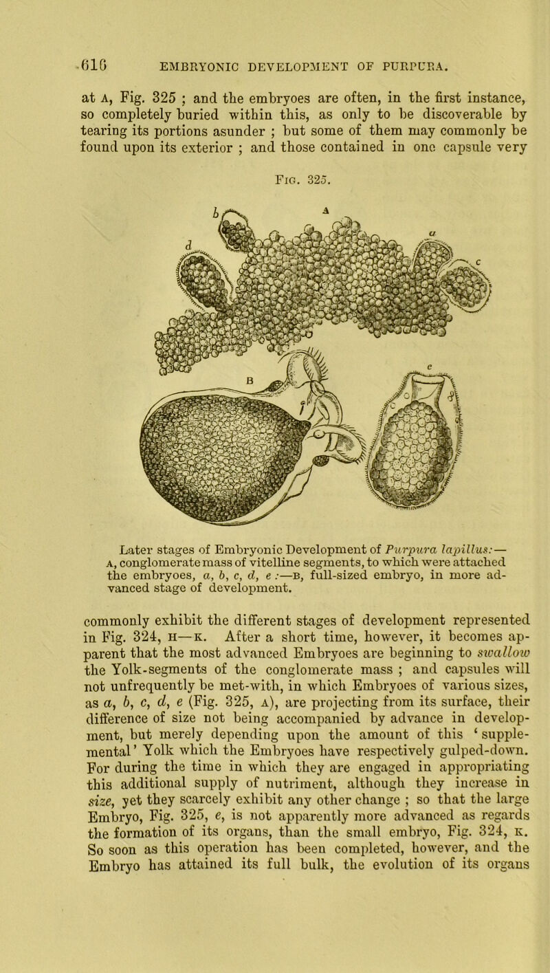 at A, Fig. 325 ; ancl tlie embryoes are often, in the first instance, so completely buried within this, as only to be discoverable by teai’ing its portions asunder ; but some of them may commonly be found upon its exterior ; and those contained in one capsule very Fig. 325. Later stages of Embryonic Development of Purpura lapillus: — a, conglomerate mass of vitelline segments, to which were attached the embryoes, a, b, c, d, e :—b, full-sized embryo, in more ad- vanced stage of development. commonly exhibit the different stages of development represented in Fig. 324, h—k. After a short time, however, it becomes ap- parent that the most advanced Embryoes are beginning to sivcillow the Yolk-segments of the conglomerate mass ; and capsules will not unfrequently be met-with, in which Embryoes of various sizes, as a, b, c, d, e (Fig. 325, a), are projecting from its surface, their difference of size not being accompanied by advance in develop- ment, but merely depending upon the amount of this ‘ supple- mental’ Yolk which the Embryoes have respectively gulped-down. For during the time in which they are engaged in appropriating this additional supply of nutriment, although they increase in size, yet they scarcely exhibit any other change ; so that the large Embryo, Fig. 325, e, is not apparently more advanced as regards the formation of its organs, than the small embryo, Fig. 324, k. So soon as this operation has been completed, however, and the Embryo has attained its full bulk, the evolution of its organs