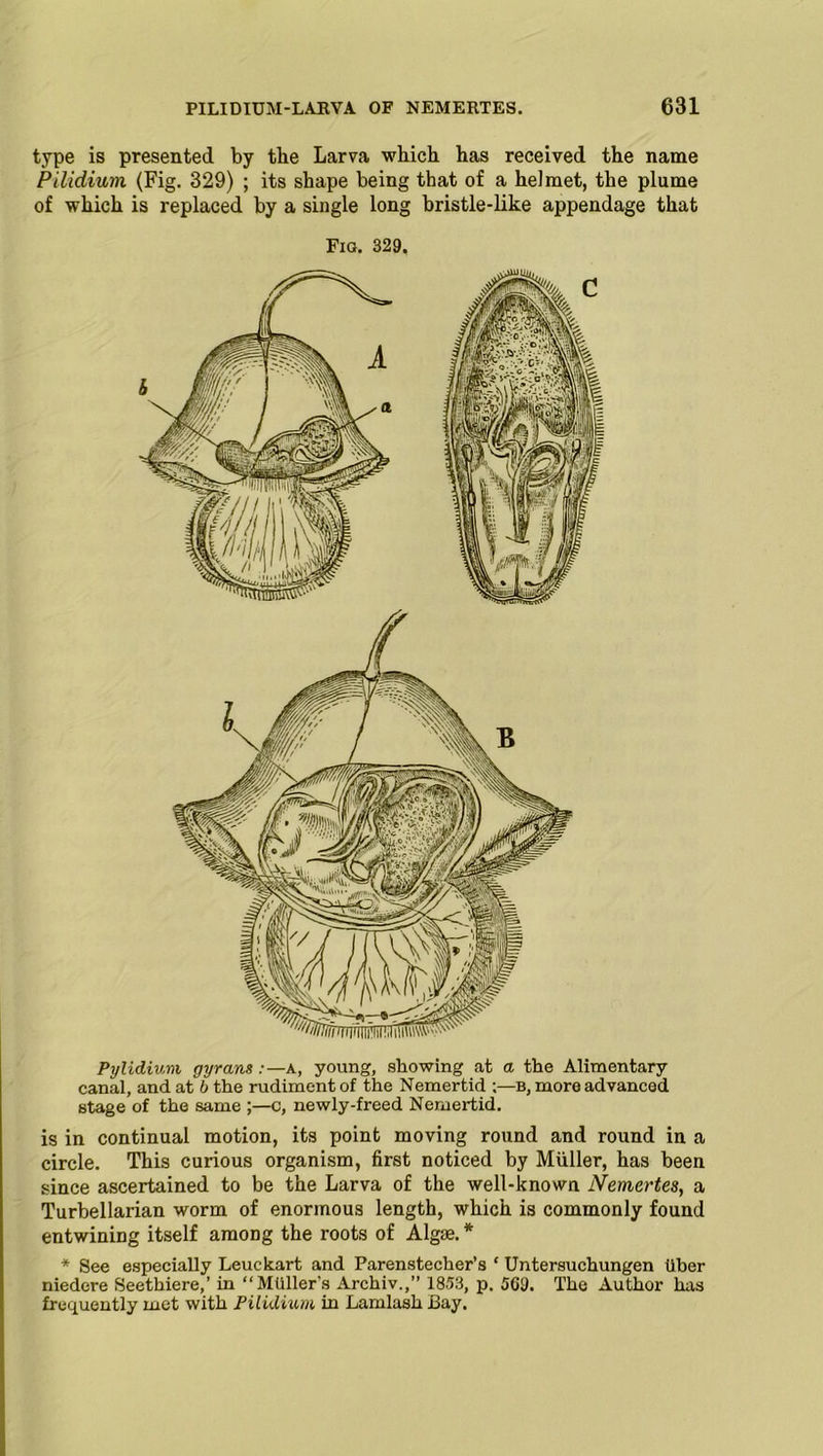 type is presented by the Larva which has received the name Pilidium. (Fig. 329) ; its shape being that of a helmet, the plume of which is replaced by a single long bristle-like appendage that Fig. 329. Pylidium gyrans a, young, showing at a the Alimentary canal, and at b the rudiment of the Nemertid ;—b, more advanced stage of the same ;—c, newly-freed Nemertid. is in continual motion, its point moving round and round in a circle. This curious organism, first noticed by Muller, has been since ascertained to be the Larva of the well-known Nenter tes, a Turbellarian worm of enormous length, which is commonly found entwining itself among the roots of Algae. * * See especially Leuckart and Parenstecher’s c Untersuchungen liber niedere Seetbiere,’ in “Muller's Archiv.,” 1853, p. 569. The Author has frequently met with Pilidium in Lamlash Bay.