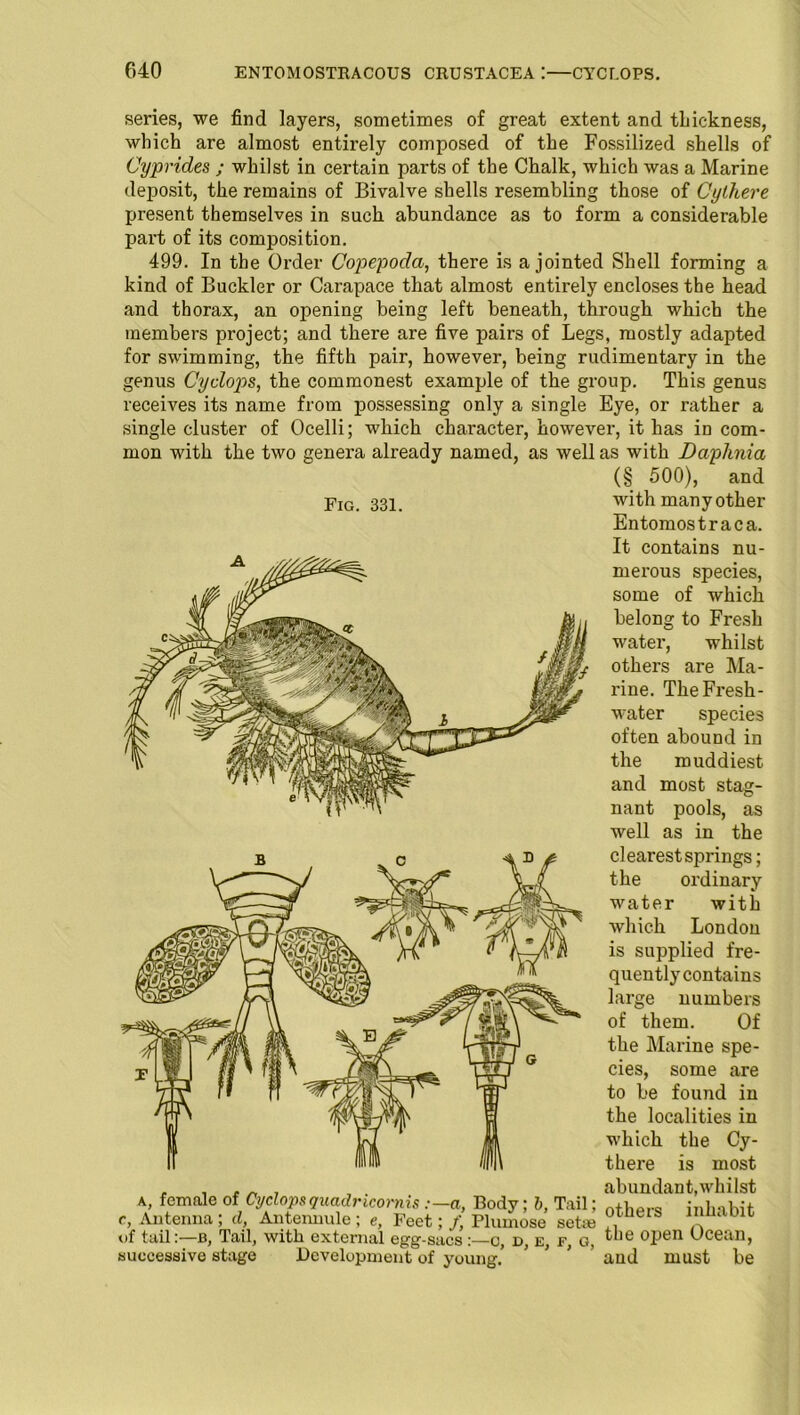 series, we find layers, sometimes of great extent and thickness, which are almost entirely composed of the Fossilized shells of Cyprides ; whilst in certain parts of the Chalk, which was a Marine deposit, the remains of Bivalve shells resembling those of Cylhere present themselves in such abundance as to form a considerable part of its composition. 499. In the Order Copepodci, there is a jointed Shell forming a kind of Buckler or Carapace that almost entirely encloses the head and thorax, an opening being left beneath, through which the members project; and there are five pairs of Legs, mostly adapted for swimming, the fifth pair, however, being rudimentary in the genus Cydops, the commonest example of the group. This genus receives its name from possessing only a single Eye, or rather a single cluster of Ocelli; which character, however, it has in com- mon with the two genera already named, as well as with Daplinia (§ 500), and Fig. 331. with many other Entomostraca. It contains nu- merous species, some of which belong to Fresh water, whilst others are Ma- rine. The Fresh- water species often abound in the muddiest and most stag- nant pools, as well as in the clearest springs; the ordinary water with which London is supplied fre- quently contains large numbers of them. Of the Marine spe- cies, some are to be found in the localities in which the Cy- there is most , , , „ , , . abundant,whilst a, female of Cyclopsquadricomis :—a, Body; b, Tail; ntilpr, l-df e, Antenna ; d, Antennule ; e, Feet; J\ Plumose set* eiS ^ of tail:—B, Tail, with external egg-sacsc, d, e, f, g, ^'ie °Pen Ocean, successive stage Development of young.’ ’ aud must be