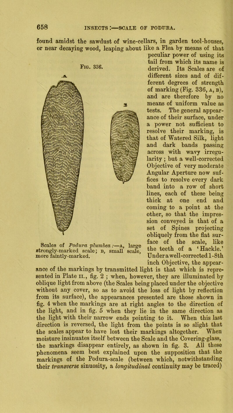 Fig. S36. found amidst the sawdust of wine-cellars, in garden tool-houses, or near decaying wood, leaping about like a Flea by means of that peculiar power of using its tail from which its name is derived. Its Scales are of different sizes and of dif- ferent degrees of strength of marking (Fig. 336, a, b), and are therefore by no means of uniform value as tests. The general appear- ance of their surface, under a power not sufficient to resolve their marking, is that of Watered Silk, light and dark bands passing across with wavy irregu- larity ; but a well-corrected Objective of very moderate Angular Aperture now suf- fices to resolve every dark band into a row of short lines, each of these being thick at one end and coming to a point at the other, so that the impres- sion conveyed is that of a set of Spines projecting obliquely from the flat sur- face of the scale, like Scales of Podura plumbea:—a, large strongly-marked scale; b, small scale, more faintly-marked. the teeth of a ‘Hackle.’ Under a well-corrected 1 -8th inch Objective, the appear- ance of the markings by transmitted light is that which is repre- sented in Plate n., fig. 2 ; when, however, they are illuminated by oblique light from above (the Scales being placed under the objective without any cover, so as to avoid the loss of light by reflection from its surface), the appearances presented are those shown in fig. 4 when the markings are at right angles to the direction of the light, and in fig. 5 when they lie in the same direction as the light with their narrow ends pointing to it. When this last direction is reversed, the light from the points is so slight that the scales appear to have lost their markings altogether. When moisture insinuates itself between the Scale and the Covering-glass, the markings disappear entirely, as shown in fig. 3. All these phenomena seem best explained upon the supposition that the markings of the Podura-scale (between which, notwithstanding their transverse sinuosity, a longitudinal continuity may be traced)