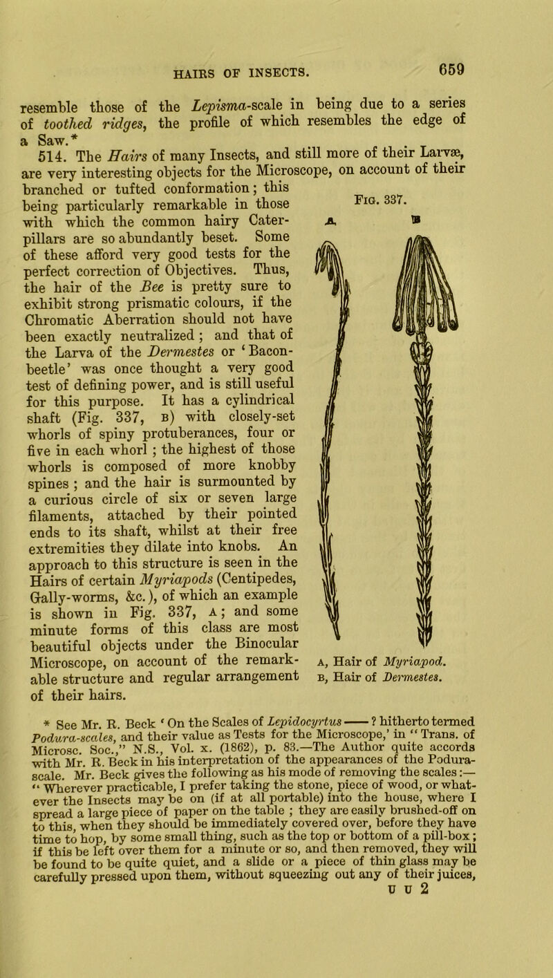 resemble those of the Lepisma-scale in being due to a series of toothed ridges, the profile of which resembles the edge of & Sciw. * 514. The Hairs of many Insects, and still more of their Larvae, are very interesting objects for the Microscope, on account of their branched or tufted conformation; this being particularly remarkable in those with which the common hairy Cater- pillars are so abundantly beset. Some of these afford very good tests for the perfect correction of Objectives. Thus, the hair of the Bee is pretty sure to exhibit strong prismatic colours, if the Chromatic Aberration should not have been exactly neutralized ; and that of the Larva of the Dermestes or ‘ Bacon - beetle’ was once thought a very good test of defining power, and is still useful for this purpose. It has a cylindrical shaft (Fig. 337, b) with closely-set whorls of spiny protuberances, four or five in each whorl ; the highest of those whorls is composed of more knobby spines ; and the hair is surmounted by a curious circle of six or seven large filaments, attached by their pointed ends to its shaft, whilst at their free extremities they dilate into knobs. An approach to this structure is seen in the Hairs of certain Myriapods (Centipedes, daily-worms, &c.), of which an example is shown in Fig. 337, a; and some minute forms of this class are most beautiful objects under the Binocular Microscope, on account of the remark- able structure and regular arrangement of their hairs. * See Mr. R. Beck ' On the Scales of Lepidocyrtus ? hitherto termed Podura-sccdes,and their value as Tests for the Microscope,’ in “Trans, of Microsc. Soc.,” N.S., Vol. x. (1862), p. 83.—The Author quite accords with Mr. R. Beck in his interpretation of the appearances of the Podura- scale. Mr. Beck gives the following as his mode of removing the scales:— “ Wherever practicable, I prefer taking the stone, piece of wood, or what- ever the Insects may be on (if at all portable) into the house, where I spread a large piece of paper on the table ; they are easily brushed-off on to this when they should be immediately covered over, before they have time to hop, by some small thing, such as the top or bottom of a pill-box; if this be left over them for a minute or so, and then removed, they will be found to be quite quiet, and a slide or a piece of thin glass may be carefully pressed upon them, without squeezing out any of their juices, Fig. 337. A * a. Hair of Myriapod. b, Hair of Deimestes.