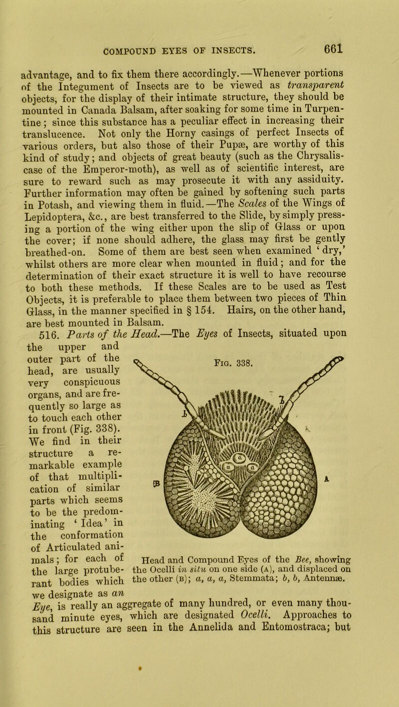 advantage, and to fix them there accordingly.—Whenever portions of the Integument of Insects are to be viewed as transparent objects, for the display of their intimate structure, they should be mounted in Canada Balsam, after soaking for some time in Turpen- tine ; since this substance has a peculiar effect in increasing their translucence. Not only the Horny casings of perfect Insects of various orders, but also those of their Pupae, are worthy of this kind of study; and objects of great beauty (such as the Chrysalis- case of the Emperor-moth), as well as of scientific interest, are sure to reward such as may prosecute it with any assiduity. Further information may often be gained by softening such parts in Potash, and viewing them in fluid.—The Scales of the Wings of Lepidoptera, &c., are best transferred to the Slide, by simply press- ing a portion of the wing either upon the slip of Glass or upon the cover; if none should adhere, the glass may first be gently breathed-on. Some of them are best seen when examined ‘ dry,’ whilst others are more clear when mounted in fluid; and for the determination of their exact structure it is well to have recourse to both these methods. If these Scales are to be used as Test Objects, it is preferable to place them between two pieces of Thin Glass, in the manner specified in § 154. Hairs, on the other hand, are best mounted in Balsam. 516. Parts of the Head.—The Eyes of Insects, situated upon the upper and outer part of the head, are usually very conspicuous organs, and are fre- quently so large as to touch each other in front (Fig. 338). We find in their structure a re- markable example of that multipli- cation of similar parts which seems to be the predom- inating ‘ Idea’ in the conformation of Articulated ani- mals; for each of the large protube- the Ocelli in situ on one side (a), and displaced on rant bodies which the other (b); a, a, a, Stemmata; b, b, Antennae. we designate as aw Eye, is really an aggregate of many hundred, or even many thou- sand minute eyes, which are designated Ocelli. Approaches to this structure are seen in the Annelida and Entomostraca; but Head and Compound Eyes of the Bee, showing