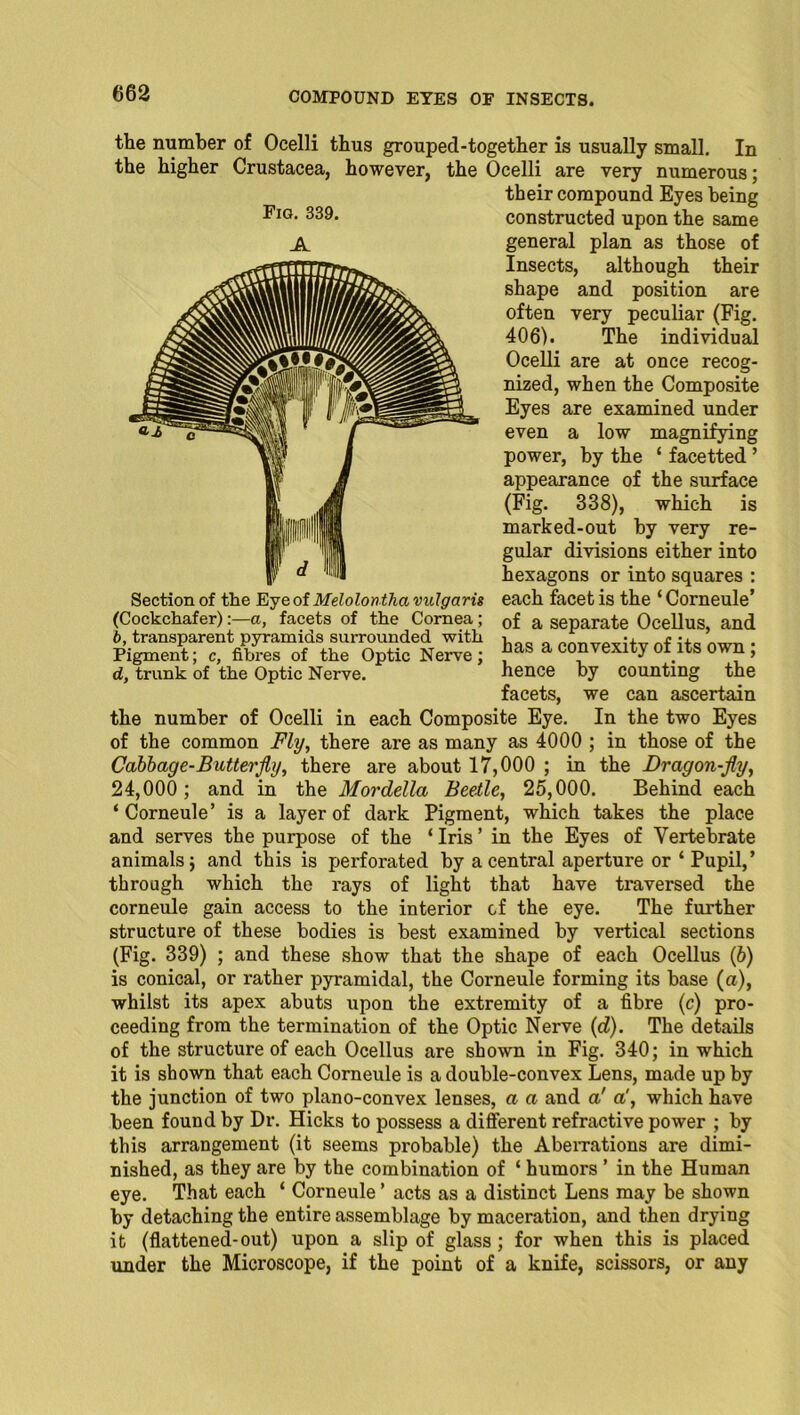 Section of the Eye of Melolontha vulgaris (Cockchafer):—a, facets of the Cornea ; b, transparent pyramids surrounded with Pigment; c, fibres of the Optic Nerve; d, trunk of the Optic Nerve. the number of Ocelli thus groupecl-together is usually small. In the higher Crustacea, however, the Ocelli are very numerous; their compound Eyes being constructed upon the same general plan as those of Insects, although their shape and position are often very peculiar (Fig. 406). The individual Ocelli are at once recog- nized, when the Composite Eyes are examined under even a low magnifying power, by the ‘ facetted ’ appearance of the surface (Fig. 338), which is marked-out by very re- gular divisions either into hexagons or into squares ; each facet is the ‘ Corneule’ of a separate Ocellus, and has a convexity of its own ; hence by counting the facets, we can ascertain the number of Ocelli in each Composite Eye. In the two Eyes of the common Fly, there are as many as 4000 ; in those of the Cabbage-Butterfly, there are about 17,000 ; in the Dragon-fly, 24,000; and in the Mordella Beetle, 25,000. Behind each ‘Corneule’ is a layer of dark Pigment, which takes the place and serves the purpose of the ‘ Iris ’ in the Eyes of Vertebrate animals; and this is perforated by a central aperture or ‘ Pupil,’ through which the rays of light that have traversed the corneule gain access to the interior of the eye. The further structure of these bodies is best examined by vertical sections (Fig. 339) ; and these show that the shape of each Ocellus (6) is conical, or rather pyramidal, the Corneule forming its base (a), whilst its apex abuts upon the extremity of a fibre (c) pro- ceeding from the termination of the Optic Nerve (d). The details of the structure of each Ocellus are shown in Fig. 340; in which it is shown that each Corneule is a double-convex Lens, made up by the junction of two plano-convex lenses, a a and a' a', which have been found by Dr. Hicks to possess a different refractive power ; by this arrangement (it seems probable) the Aberrations are dimi- nished, as they are by the combination of ‘ humors ’ in the Human eye. That each ‘ Corneule ’ acts as a distinct Lens may be shown by detaching the entire assemblage by maceration, and then drying it (flattened-out) upon a slip of glass; for when this is placed under the Microscope, if the point of a knife, scissors, or any