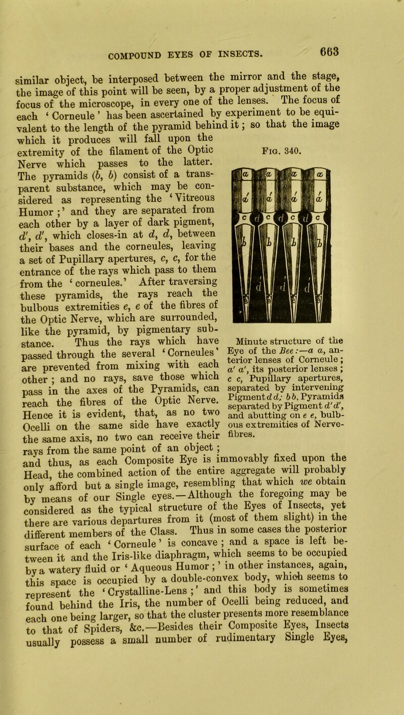 Fig. 340. similar object, be interposed between the mirror and the stage, the image of this point will be seen, by a proper adjustment of the focus of the microscope, in every one of the lenses. The focus of each ‘ Corneule ’ has been ascertained by experiment to be equi- valent to the length of the pyramid behind it; so that the image which it produces will fall upon the extremity of the filament of the Optic Nerve which passes to the latter. The pyramids (b, b) consist of a trans- parent substance, which may be con- sidered as representing the ‘Vitreous Humor ; ’ and they are separated from each other by a layer of dark pigment, d', d', which closes-in at d, d, between their bases and the corneules, leaving a set of Pupillary apertures, c, c, for the entrance of the rays which pass to them from the ‘corneules.’ After traversing these pyramids, the rays reach the bulbous extremities e, e of the fibres of the Optic Nerve, which are surrounded, like the pyramid, by pigmentary sub- stance. Thus the rays which have passed through the several ‘ Corneules ’ are prevented from mixing with each other ; and no rays, save those which pass in the axes of the Pyramids, can reach the fibres of the Optic Nerve. Hence it is evident, that, as no two Ocelli on the same side have exactly the same axis, no two can receive their rays from the same point of an object ; and thus, as each Composite Eye is immovably fixed upon the Head the combined action of the entire aggregate will probably only afford but a single image, resembling that which we obtain by means of our Single eyes.-Although the foregoing may be considered as the typical structure of the Eyes of Insects, yet there are various departures from it (most of them slight) in the different members of the Class. Thus in some cases the posterior surface of each ‘Corneule’ is concave ; and a space is left be- tween it and the Iris-like diaphragm, which seems to be occupied bv a watery fluid or ‘ Aqueous Humor ; ’ in other instances, again, this space is occupied by a double-convex body, which seems to represent the ‘ Crystalline-Lens ; ’ and this body is sometimes found behind the Iris, the number of Ocelli being reduced, and each one being larger, so that the cluster presents more resemblance to that of Spiders, &c.— Besides their Composite Eyes, Insects usually possess a small number of rudimentary Single Eyes, Minute structure of the Eye of the Bee:—a a, an- terior lenses of Corneule; a' a', its posterior lenses ; c c, Pupillary apertures, separated by intervening Pigment dd; bb. Pyramids separated by Pigment d'd', and abutting on e e, bulb- ous extremities of Nerve- fibres.