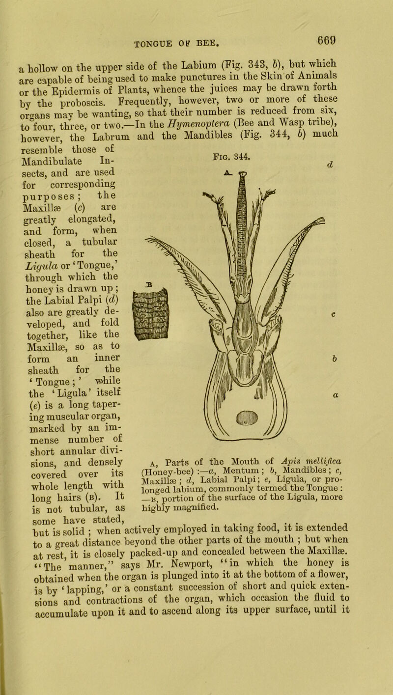 6C9 Fig. 344. a hollow on the upper side of the Labium (Fig. 343, b), but which are capable of being used to make punctures in the Skin of Animals or the Epidermis of Plants, whence the juices may be drawn forth by the proboscis. Frequently, however, two or more of these organs may be wanting, so that their number is reduced from six, to four, three, or two—In the Hymenoptera (Bee and Wasp tribe), however, the Labrum and the Mandibles (Fig. 344, b) much resemble those of Mandibulate In- sects, and are used for corresponding purp oses; the Maxillse (c) are greatly elongated, and form, when closed, a tubular sheath for the Ligulci or‘Tongue,’ through which the honey is drawn up ; the Labial Palpi (d) also are greatly de- veloped, and fold together, like the Maxillae, so as to form an inner sheath for the ‘ Tongue ; ’ while the ‘Ligula’ itself (e) is a long taper- ing muscular organ, marked by an im- mense number of short annular divi- sions, and densely covered over its whole length with long hairs (b). It is not tubular, as some have stated, . . « , . . , , but is solid ; when actively employed in taking food, it is extended to a great distance beyond the other parts of the mouth , but when at rest it is closely packed-up and concealed between the Maxillae. “The’manner,” says Mr. Newport, “in which the honey is obtained when the organ is plunged into it at the bottom of a flower, is by ‘lapping,’ or a constant succession of short and quick exten- sions and contractions of the organ, which occasion the fluid to accumulate upon it and to ascend along its upper surface, until it a, Parts of the Mouth of Apis mellifica (Honey-bee) :—a, Mentum ; b, Mandibles ; c, Maxillae ; d, Labial Palpi; e, Ligula, or pro- longed labium, commonly termed the Tongue : —v, portion of the surface of the Ligula, more highly magnified.